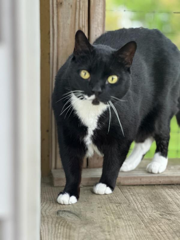 Enlarge Mickey, a Adoptable Domestic Short Hair in Queenstown, MD image 2/6