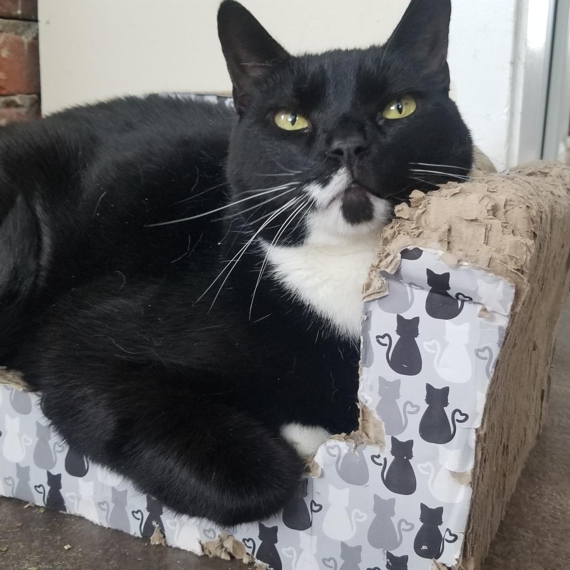 Enlarge Mickey, a Adoptable Domestic Short Hair in Queenstown, MD image 5/6