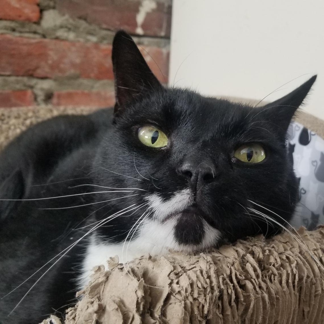 Enlarge Mickey, a Adoptable Domestic Short Hair in Queenstown, MD image 3/6