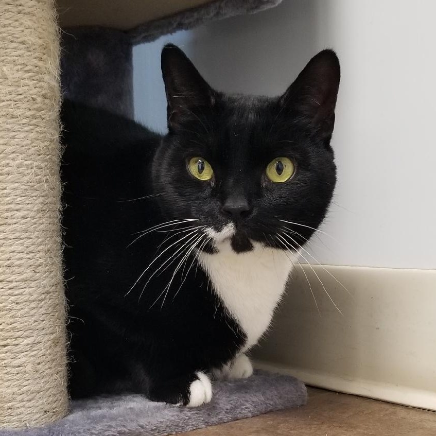 Mickey, Adoptable, Adult Male Domestic Short Hair.