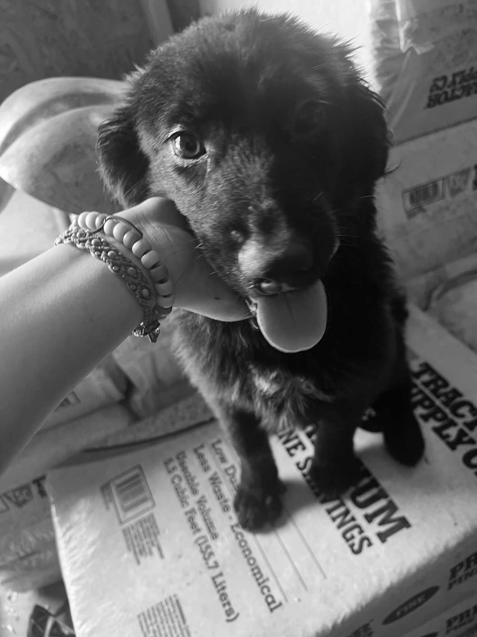 Buddy photo 3