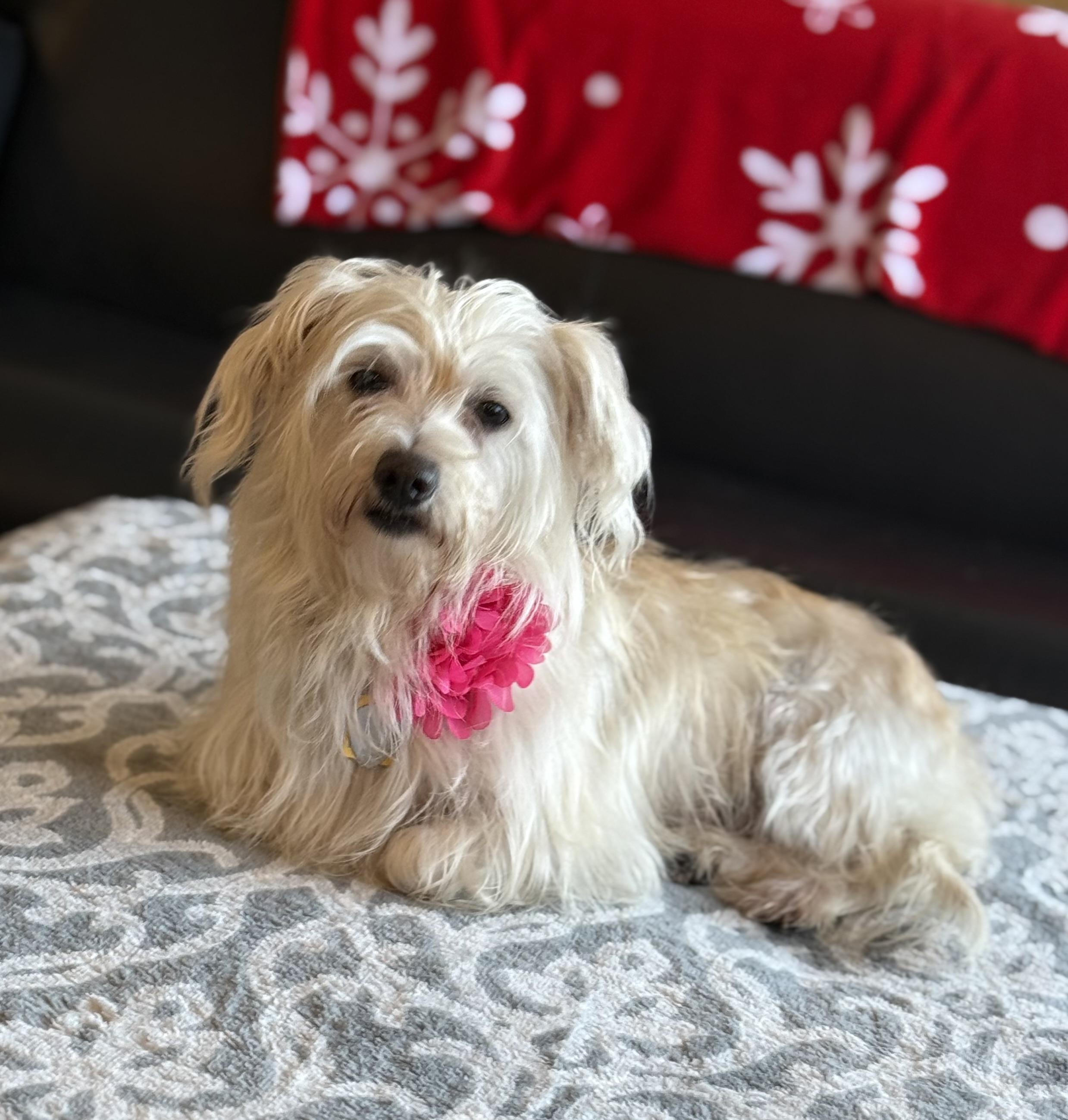 Paloma, an adopted mixed breed in Phoenix, AZ image 2/3