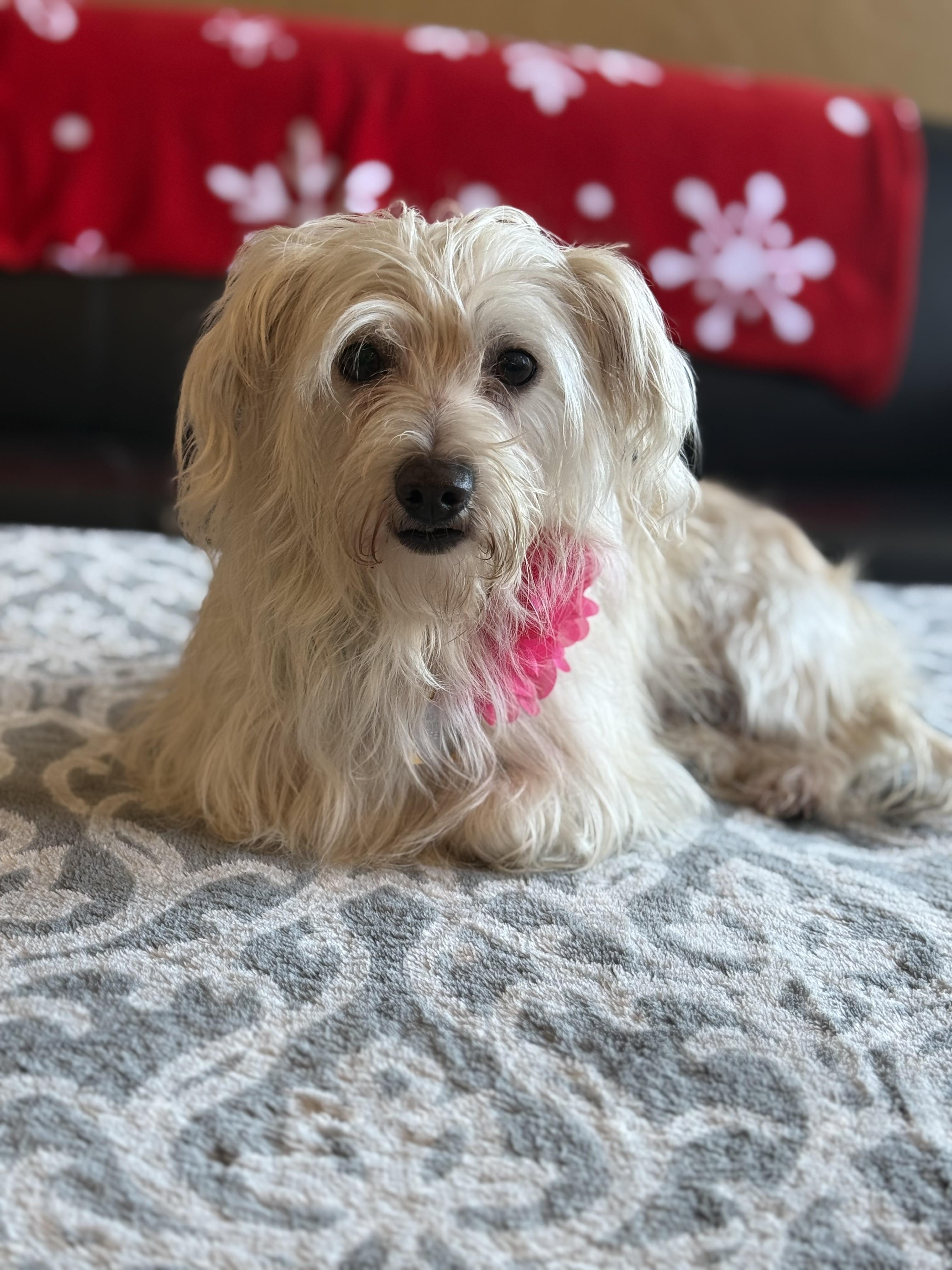 Paloma, an adopted mixed breed in Phoenix, AZ image 3/3