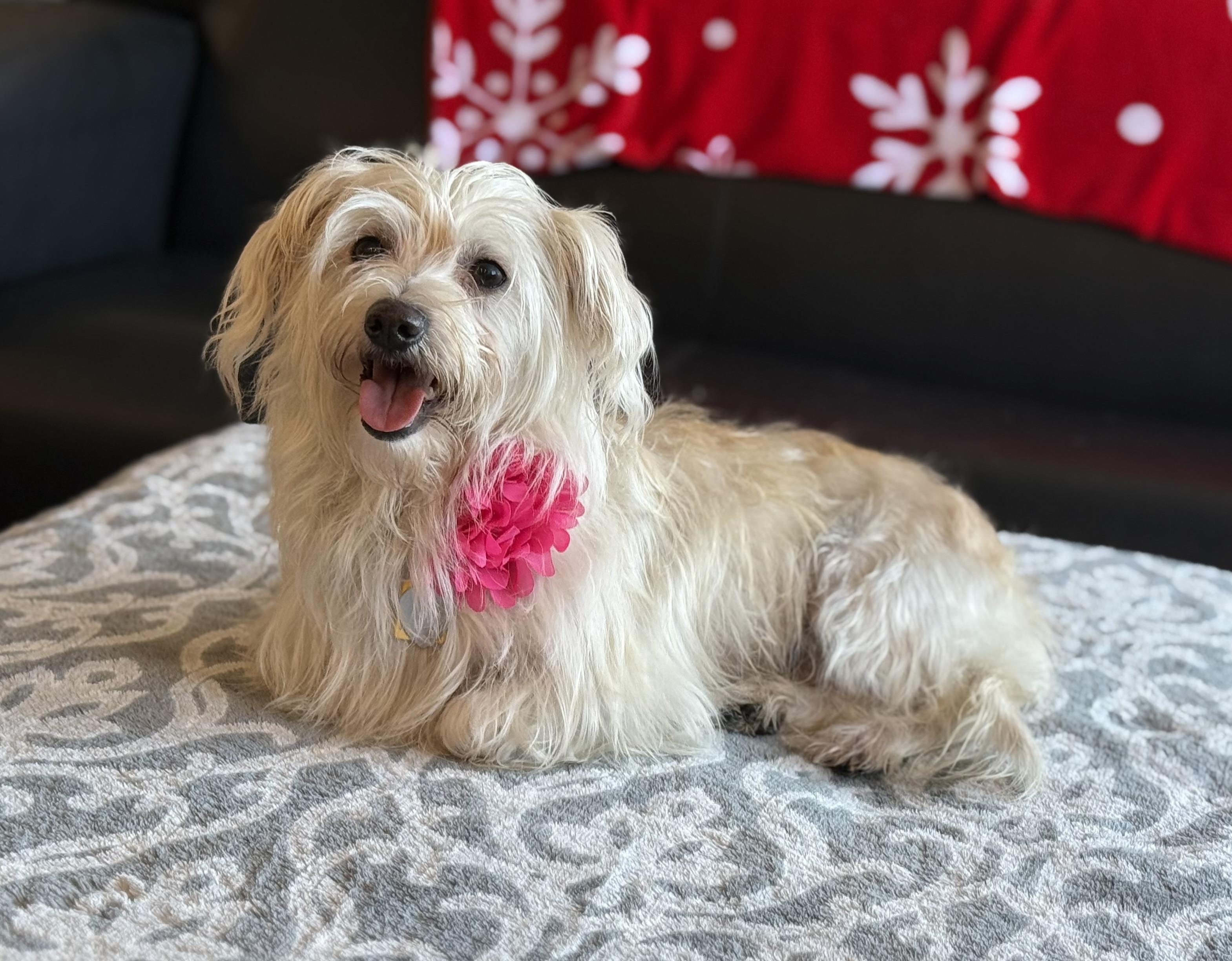 Paloma, adopted, Adult Female Maltipoo & Maltese.