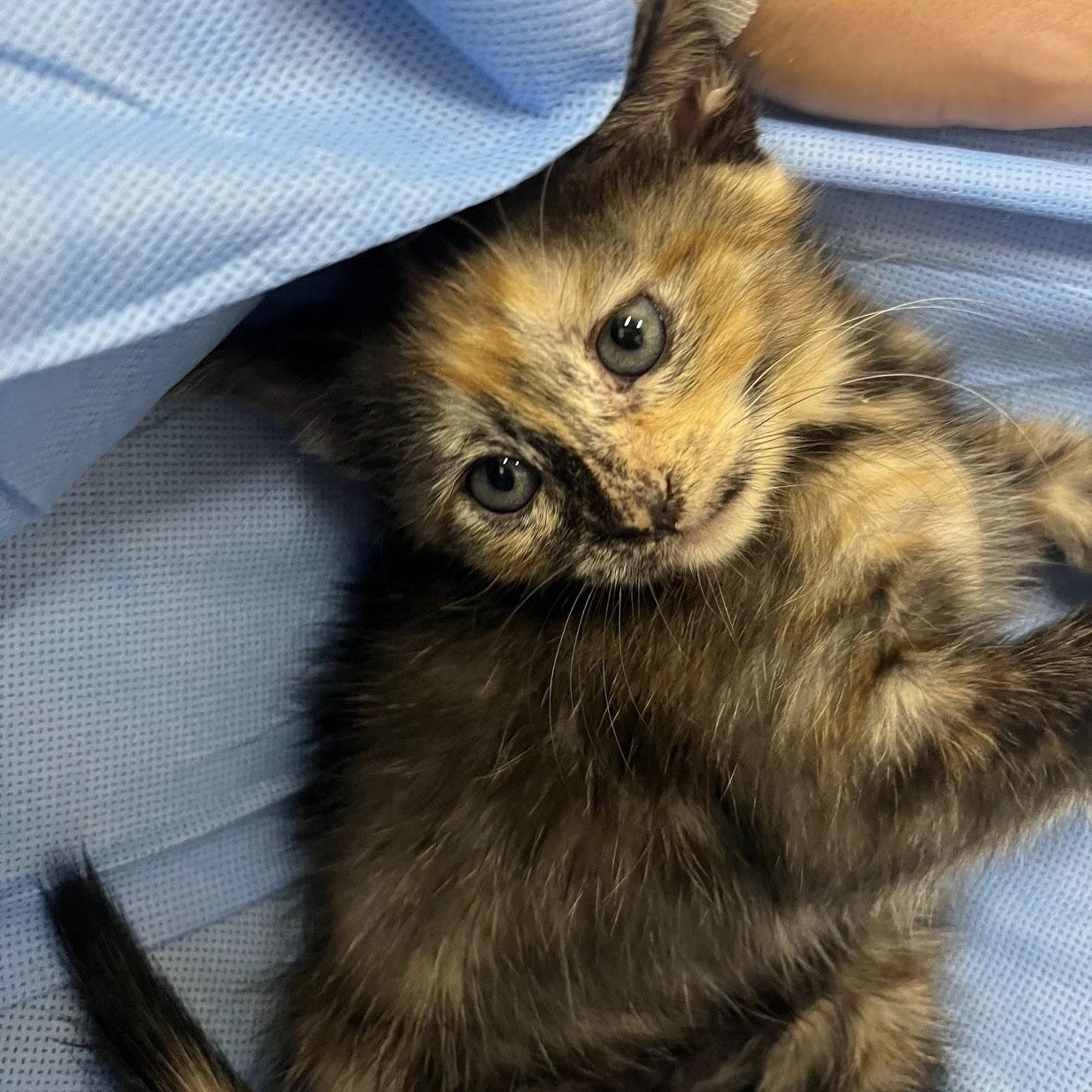Enlarge Leg Press, an adopted Domestic Short Hair in Salisbury, NC image 5/5