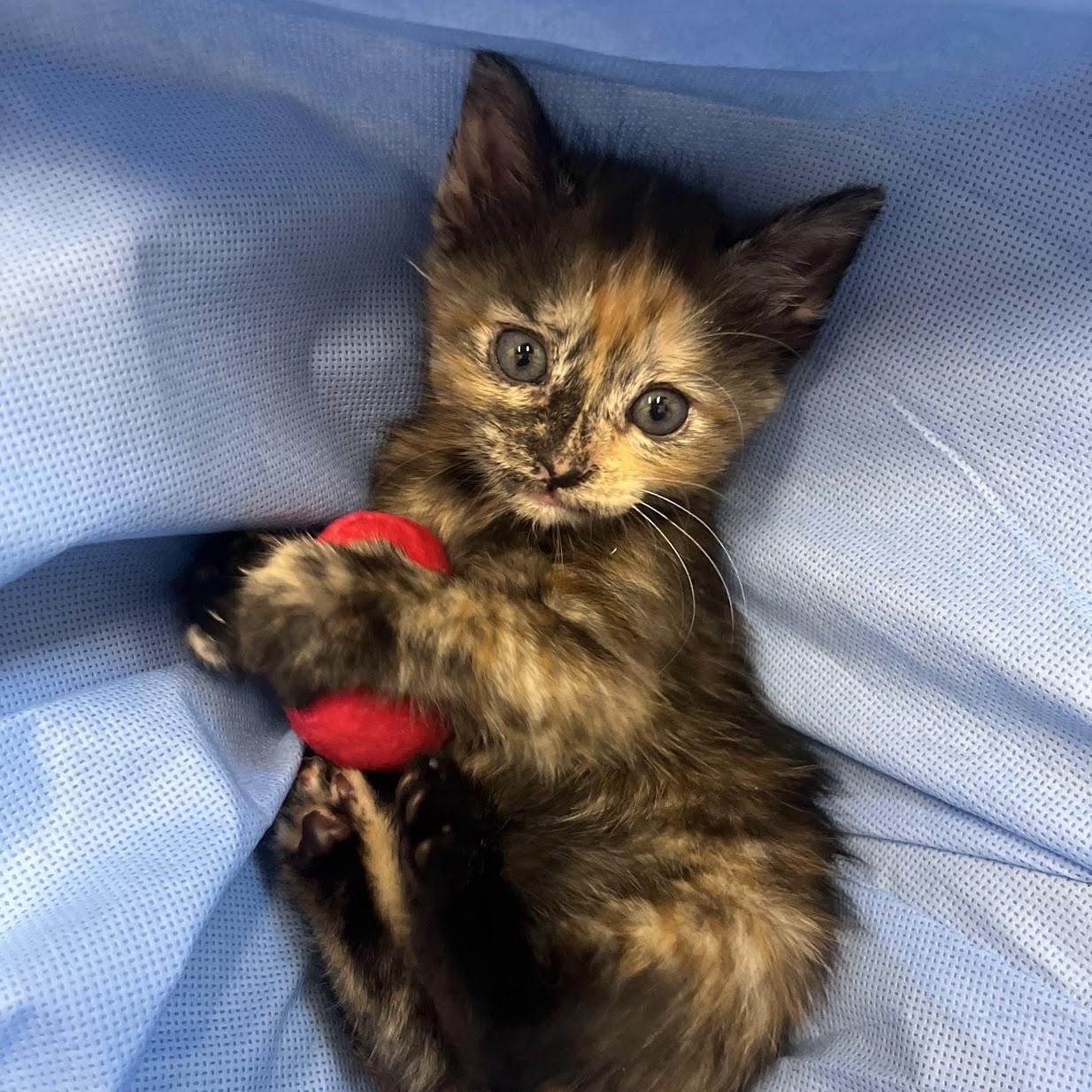 Enlarge Leg Press, an adopted Domestic Short Hair in Salisbury, NC image 1/5