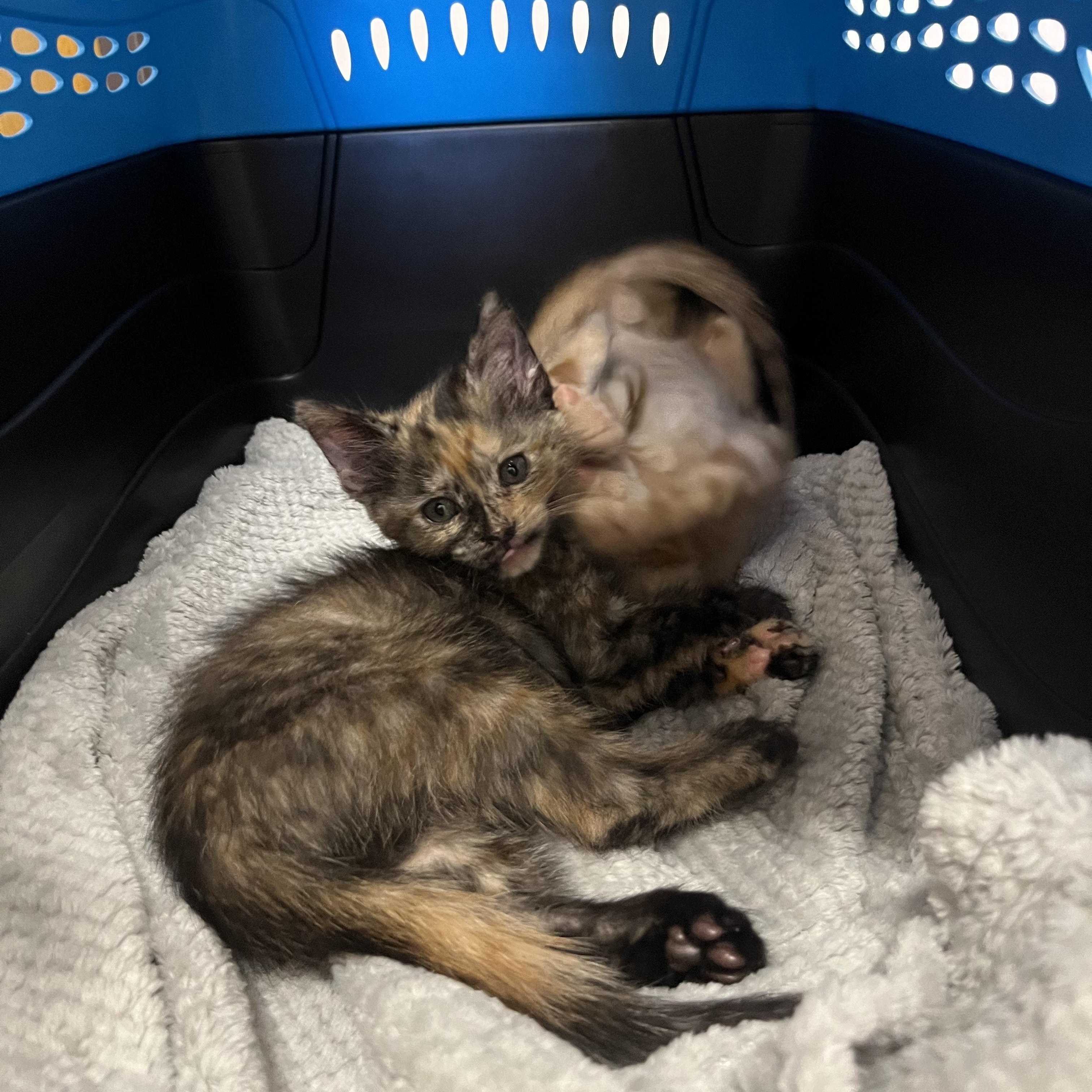Enlarge Leg Press, an adopted Domestic Short Hair in Salisbury, NC image 3/5