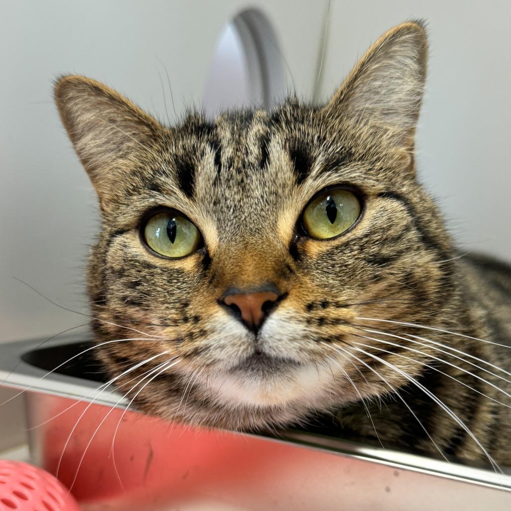 Hali, Adoptable, Adult Female Domestic Short Hair.