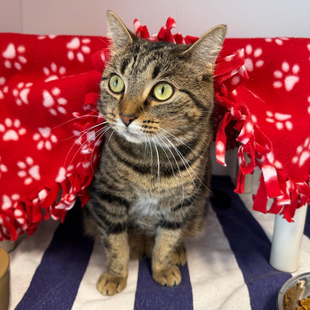 Hali, Adoptable, Adult Female Domestic Short Hair.