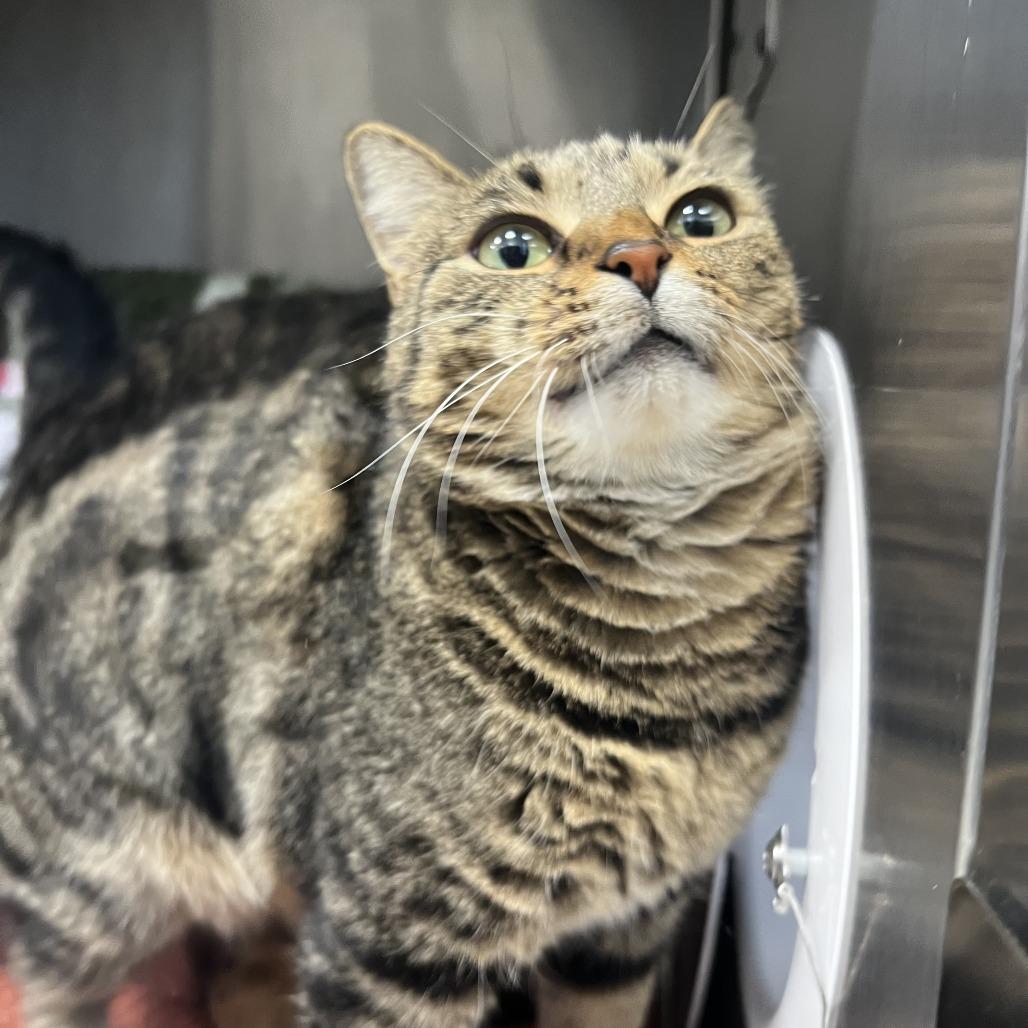 Hali, a Adoptable Domestic Short Hair in Fort Wayne, IN image 3/3