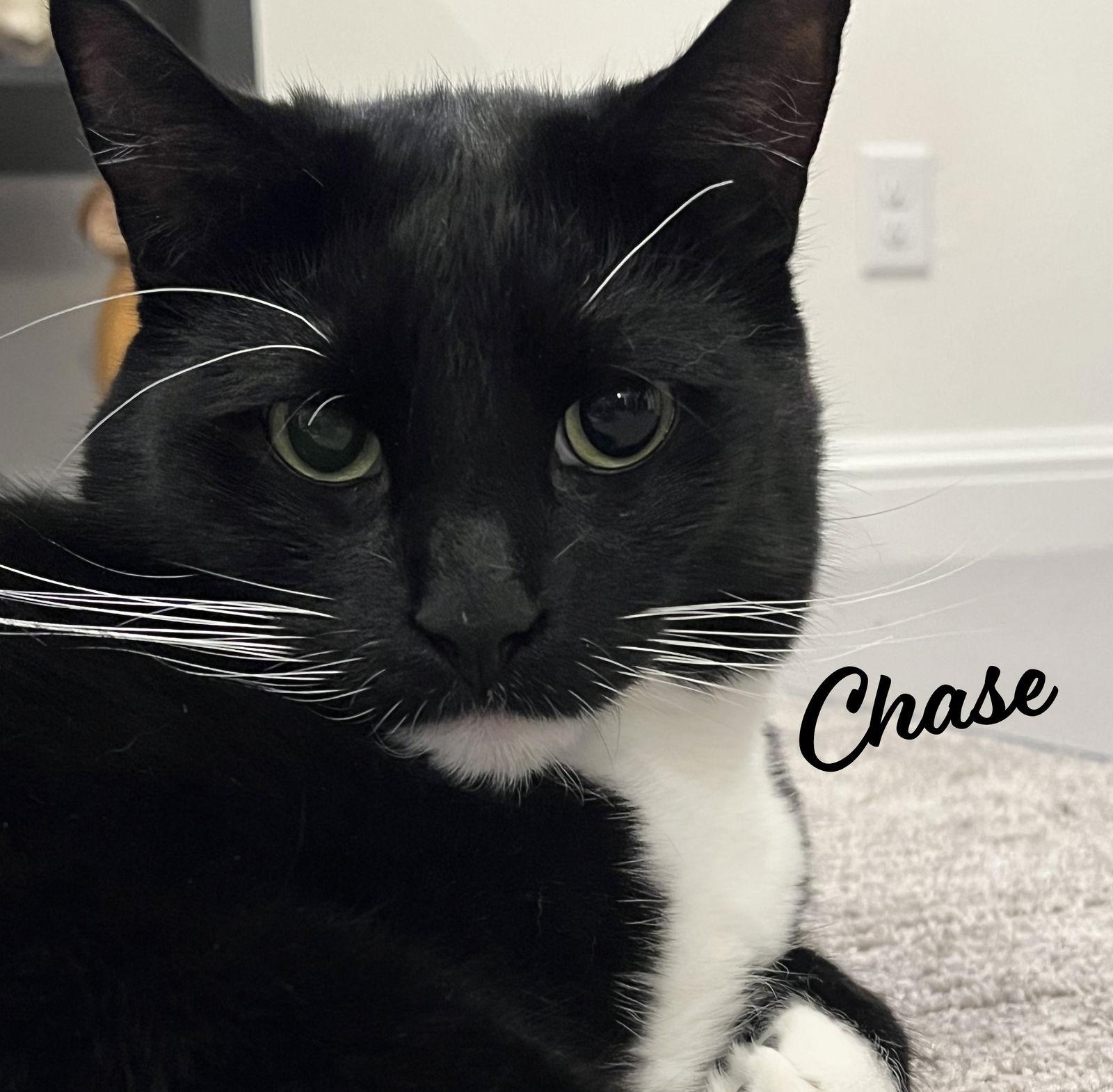 Chase & Harry #bonded-brothers, Adopted, Adult Male Tuxedo & Tabby.
