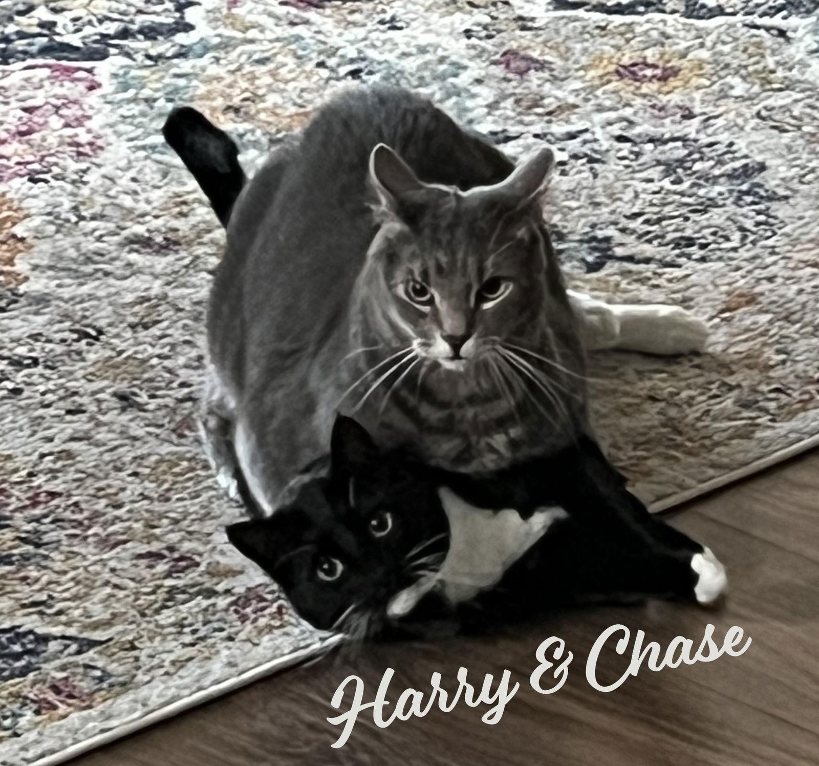 Enlarge Chase & Harry #bonded-brothers, a Adopted mixed breed in Houston, TX image 2/3