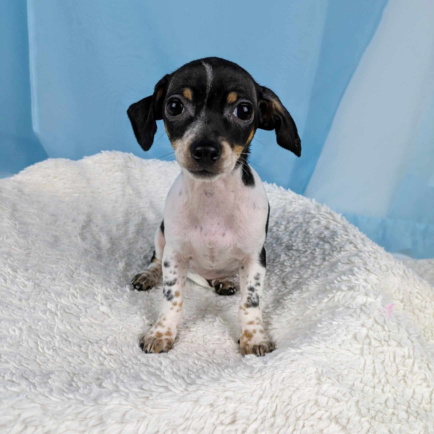 Anne, Adopted, Puppy Female Chihuahua & Miniature Dachshund.