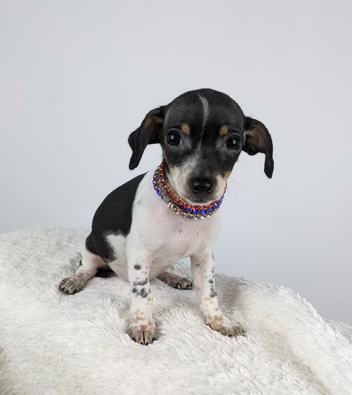 Anne, a Adopted mixed breed in Round Rock, TX image 2/3