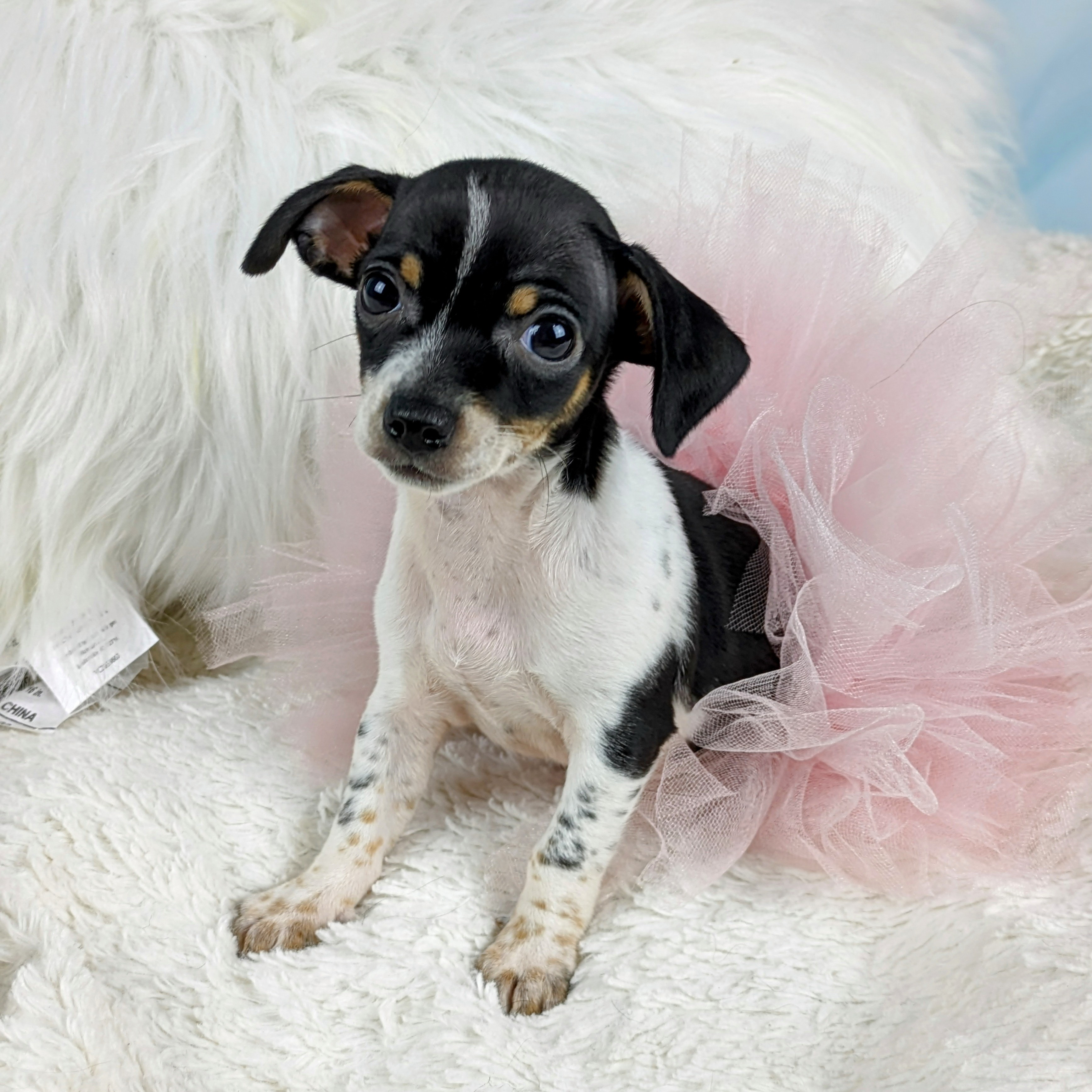 Enlarge Anne, a Adopted mixed breed in Round Rock, TX image 3/3