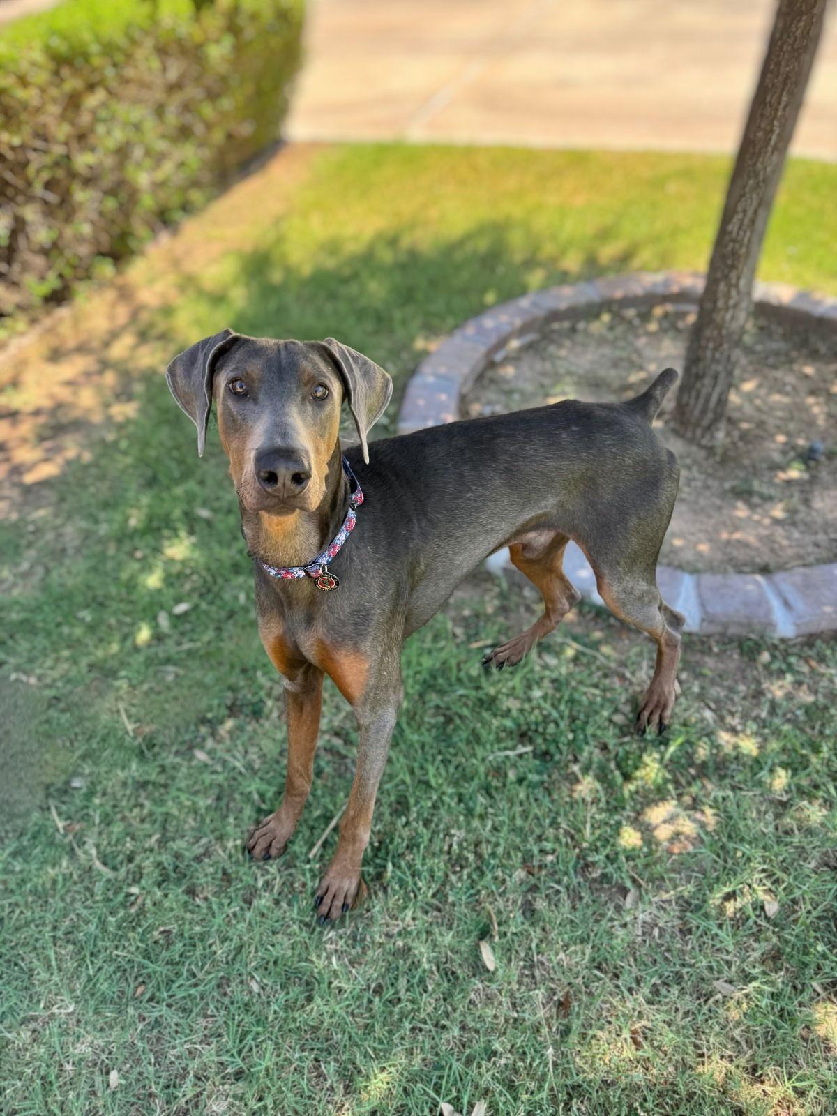 Enlarge Archie Winston, a Adopted Doberman Pinscher in Phoenix, AZ image 1/2