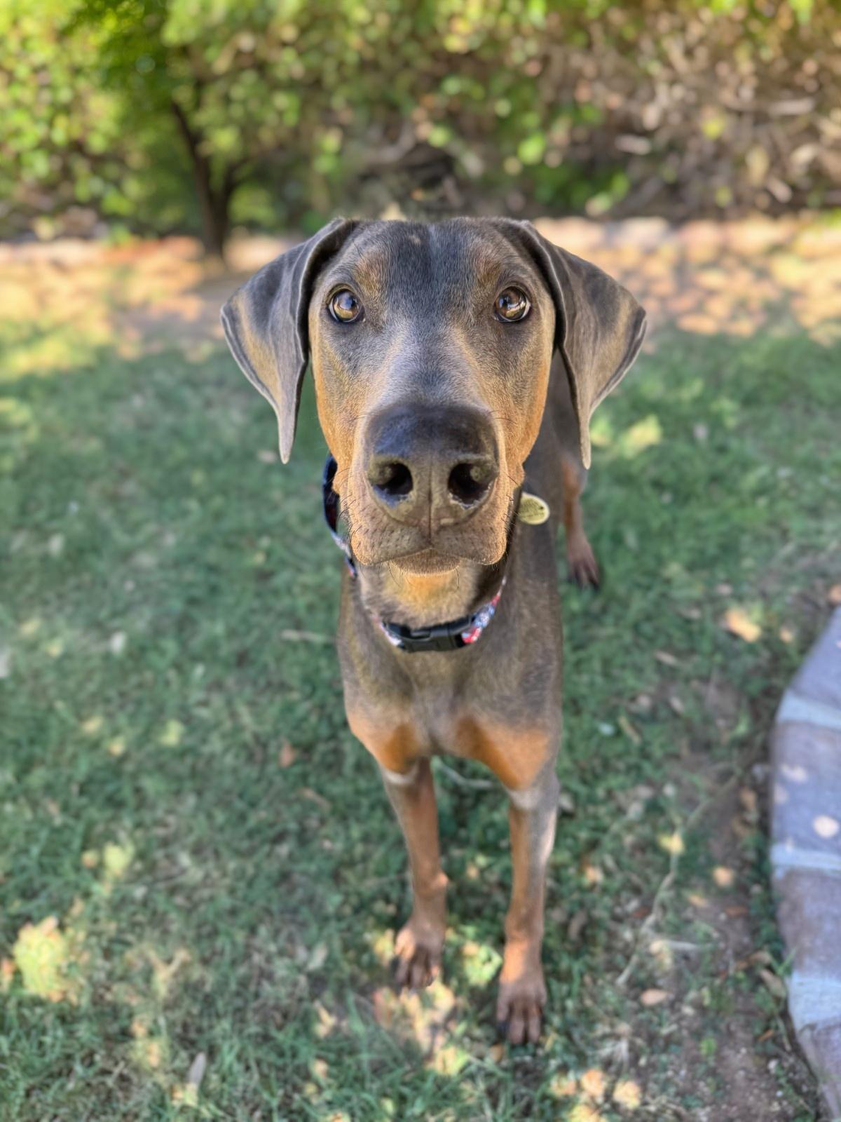 Enlarge Archie Winston, a Adopted Doberman Pinscher in Phoenix, AZ image 2/2