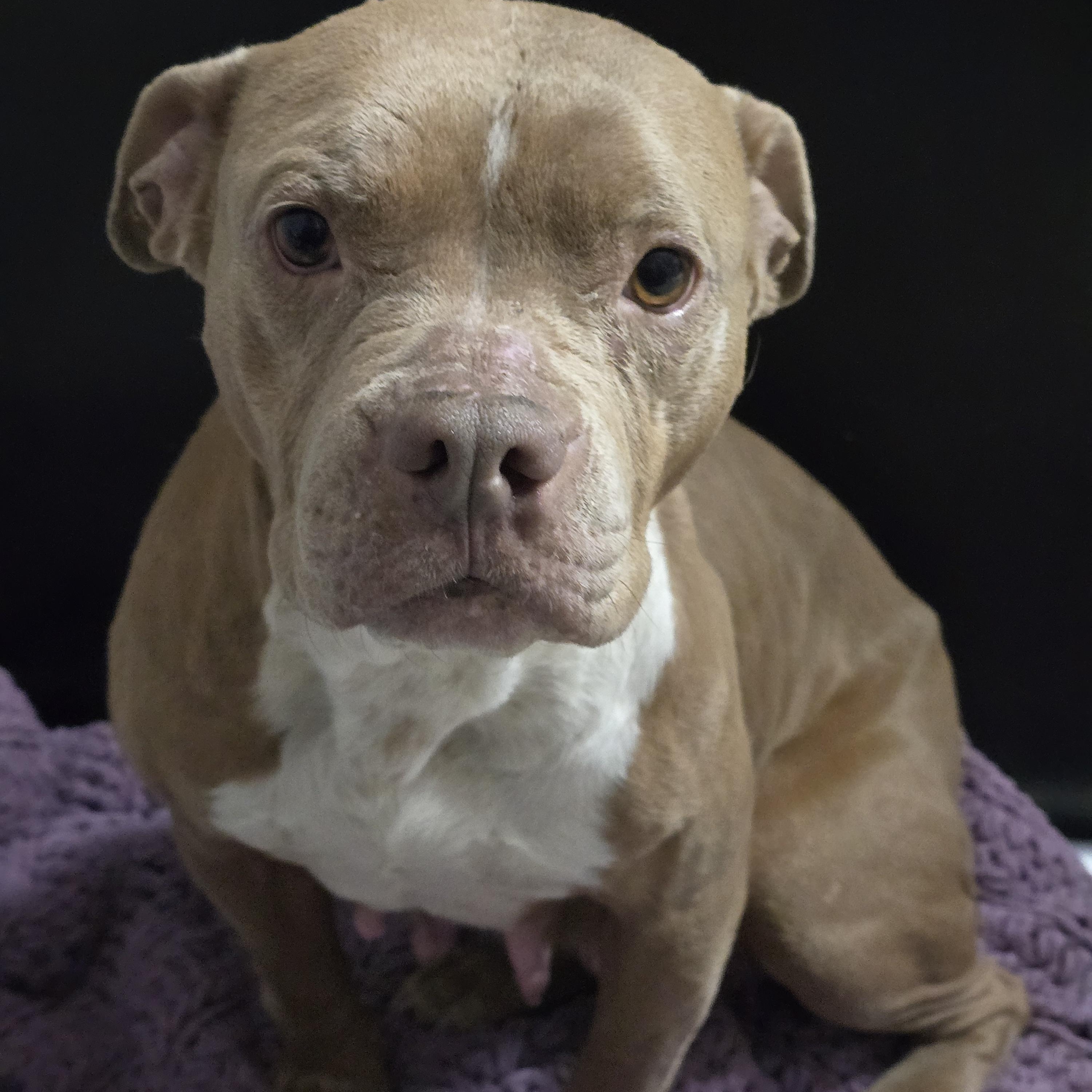 Carrie, ADOPTABLE, Adult Female English Bulldog & American Staffordshire Terrier.
