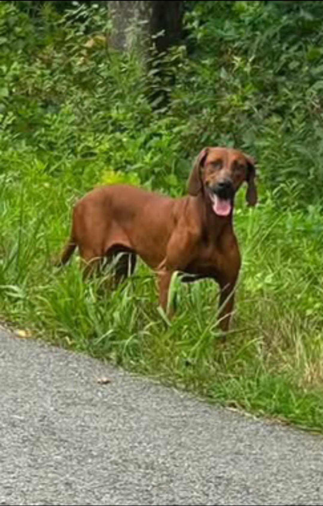 Enlarge Maple, a ADOPTABLE Redbone Coonhound in Sulphur, KY image 2/4