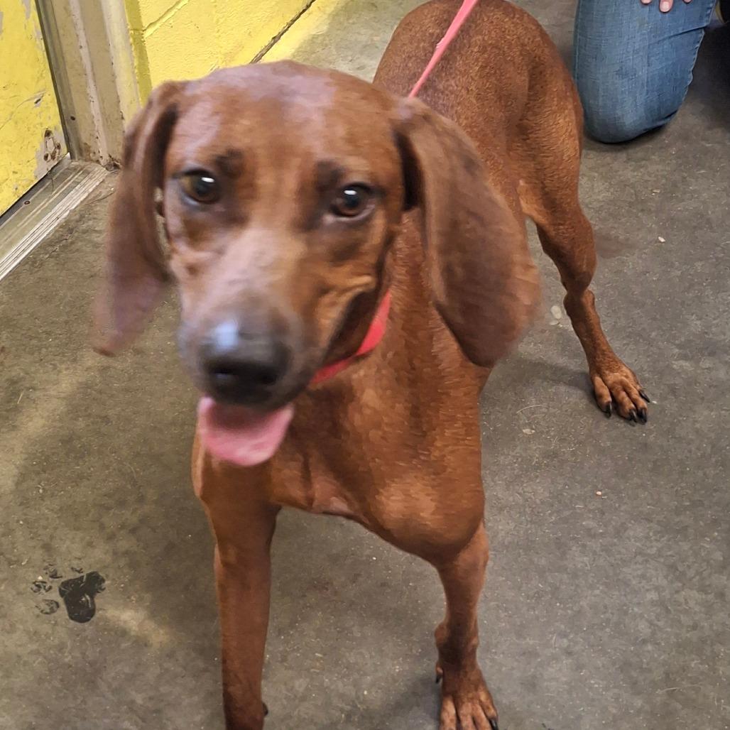 Enlarge Maple, a ADOPTABLE Redbone Coonhound in Sulphur, KY image 3/4