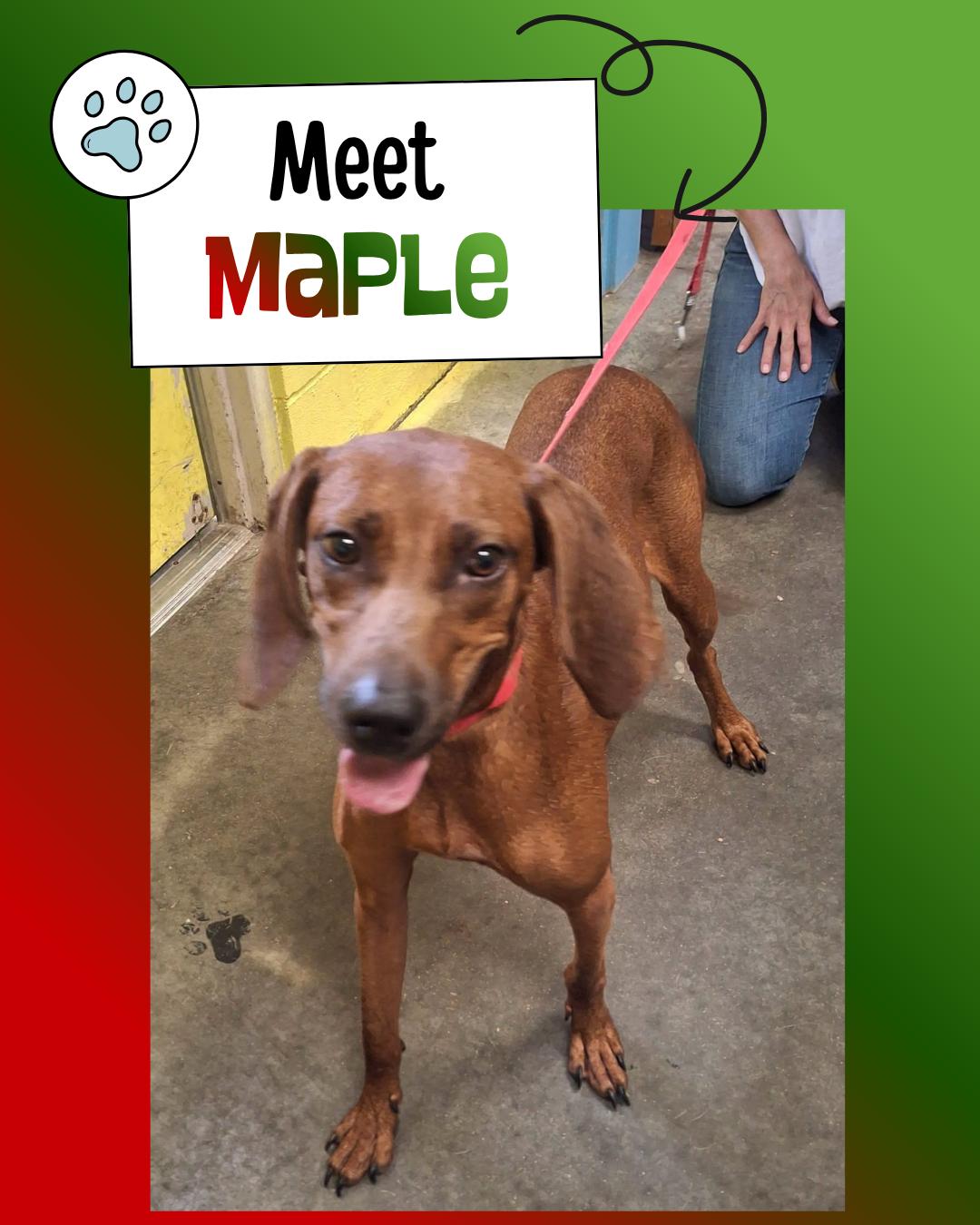 Maple, ADOPTABLE, Adult Female Redbone Coonhound.