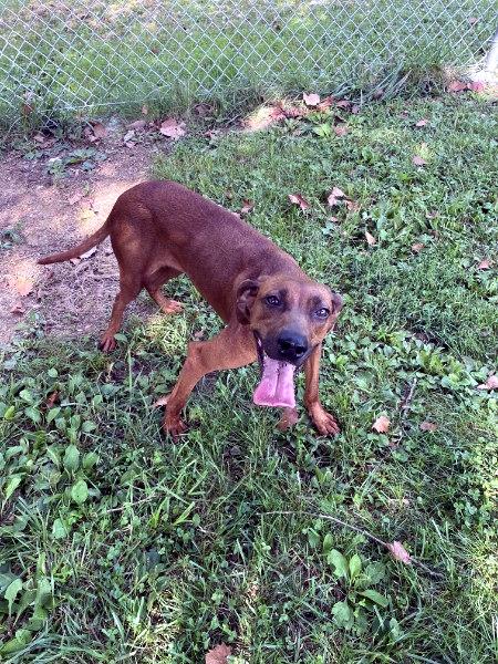 Enlarge Maple, a ADOPTABLE Redbone Coonhound in Sulphur, KY image 4/4