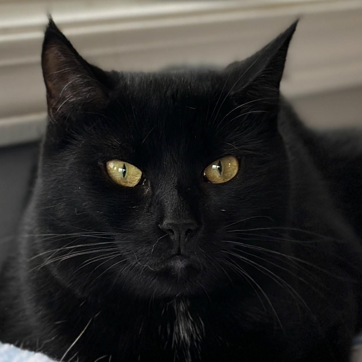 Zoe, a Adoptable Domestic Short Hair in Victor, NY image 3/6