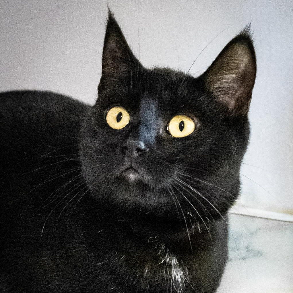 Zoe, a Adoptable Domestic Short Hair in Victor, NY image 1/6