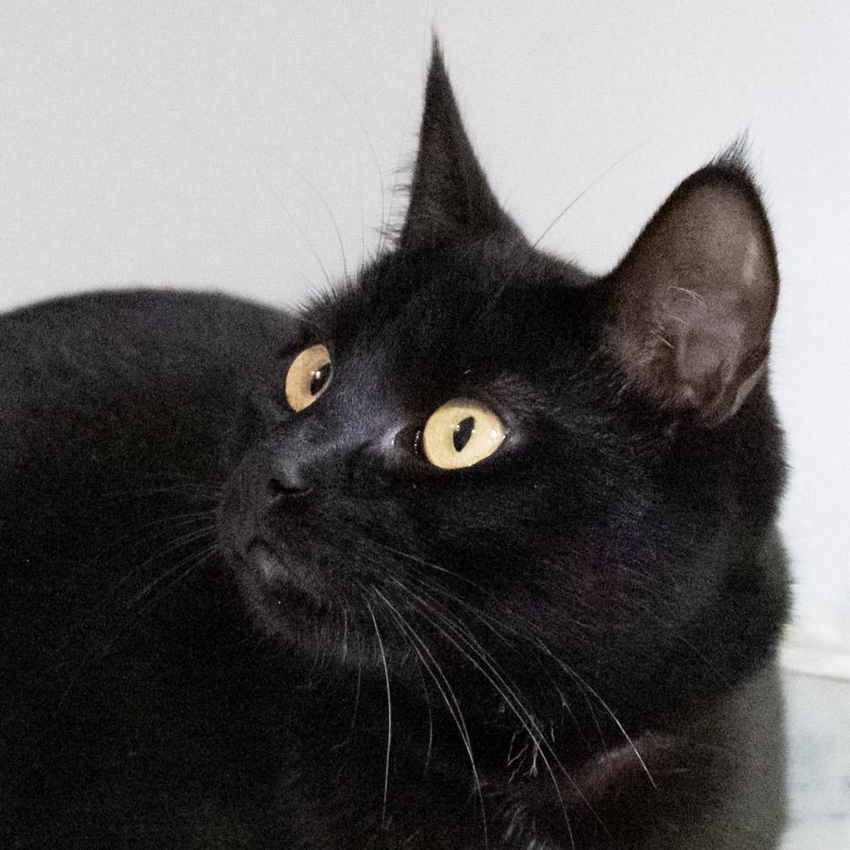 Zoe, a Adoptable Domestic Short Hair in Victor, NY image 6/6