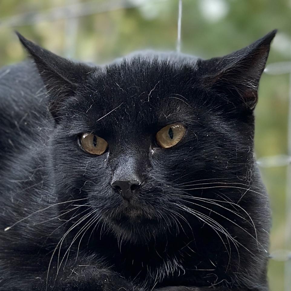 Zoe, a Adoptable Domestic Short Hair in Victor, NY image 5/6