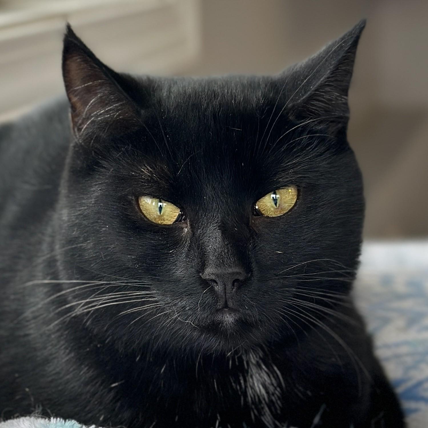 Zoe, a Adoptable Domestic Short Hair in Victor, NY image 2/6