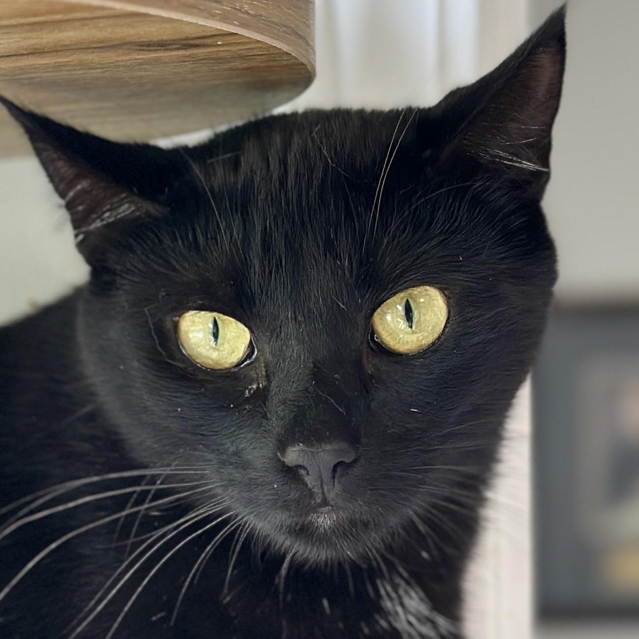 Zoe, a Adoptable Domestic Short Hair in Victor, NY image 1/6
