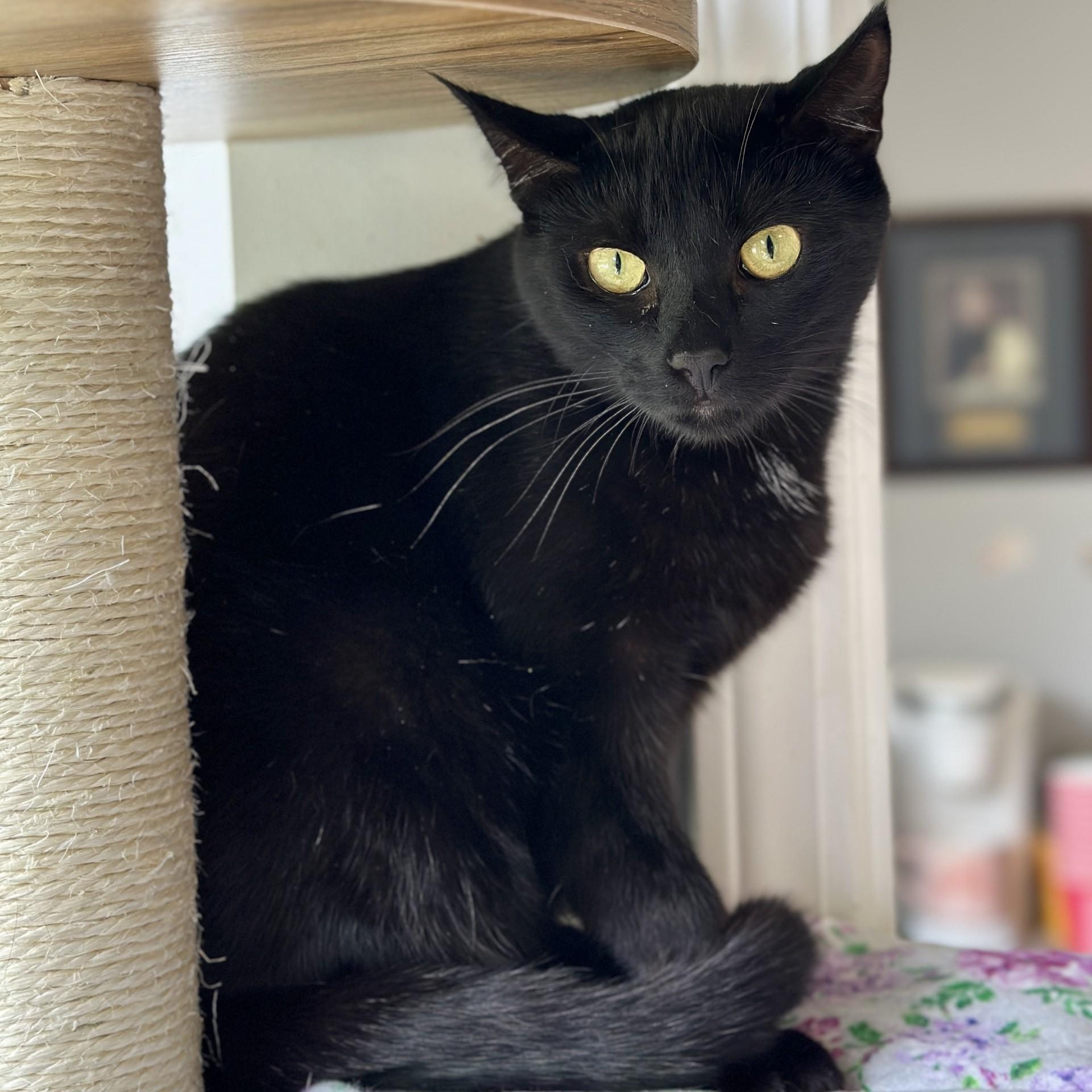 Zoe, a Adoptable Domestic Short Hair in Victor, NY image 4/6