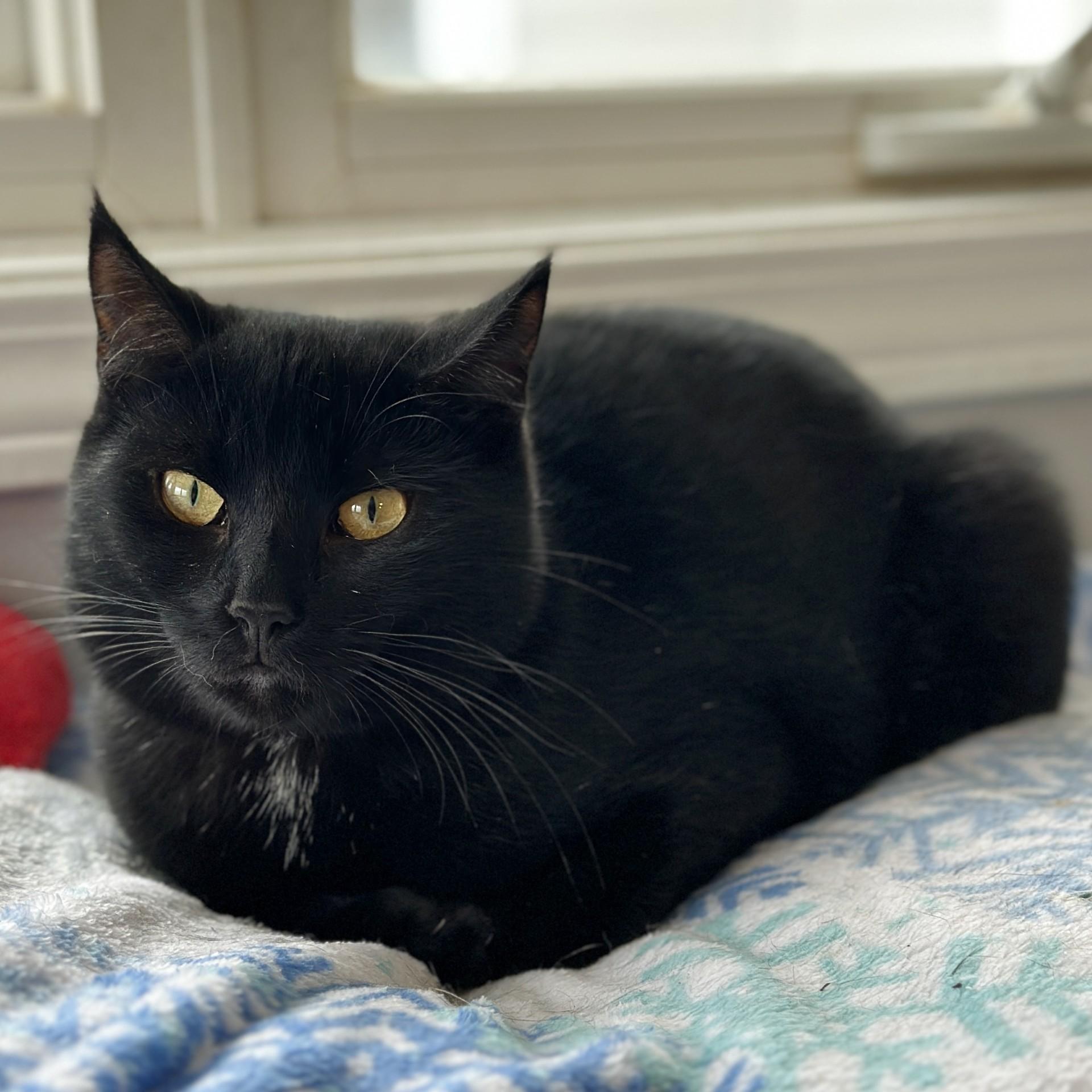 Zoe, a Adoptable Domestic Short Hair in Victor, NY image 4/6