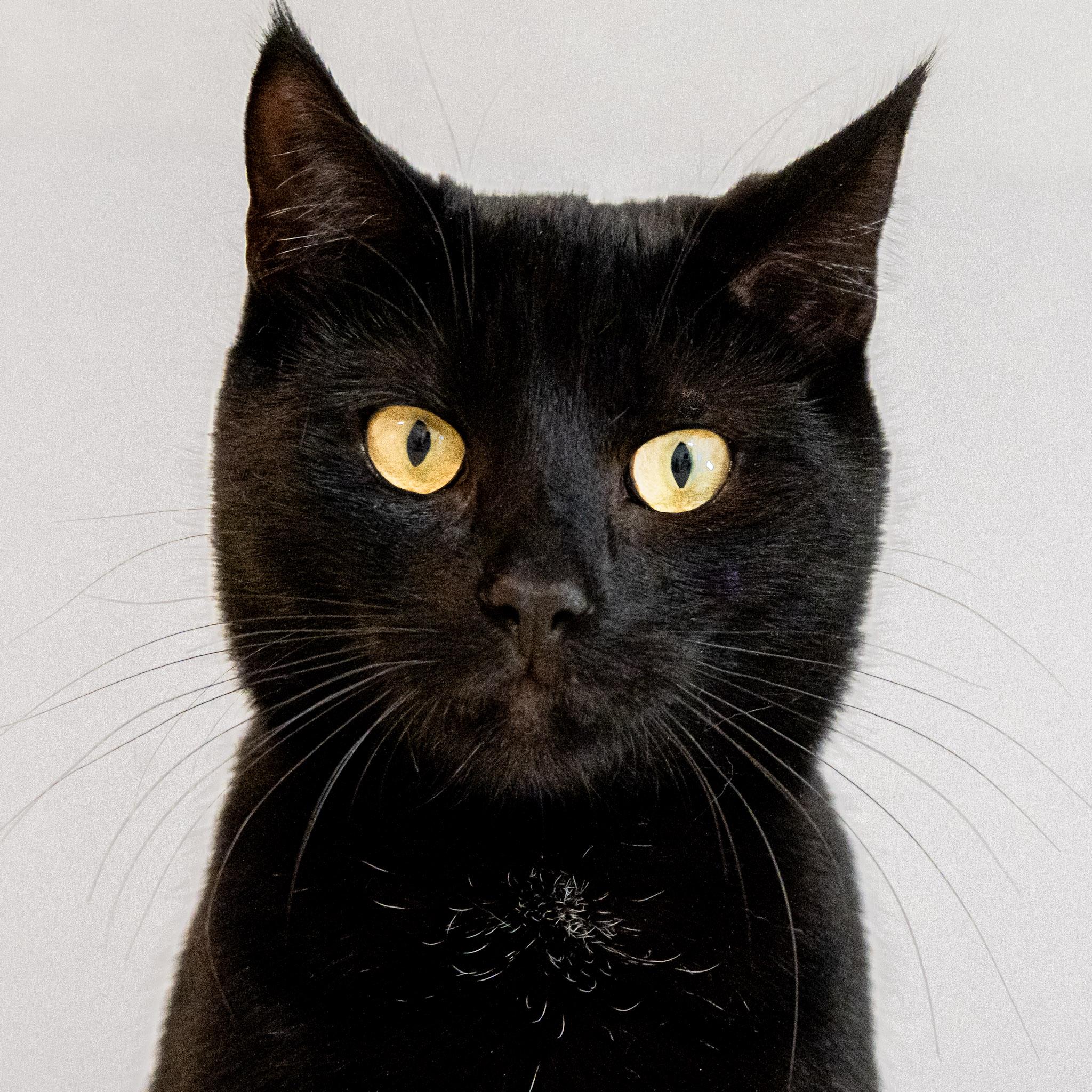 Zoe, Adoptable, Young Female Domestic Short Hair.