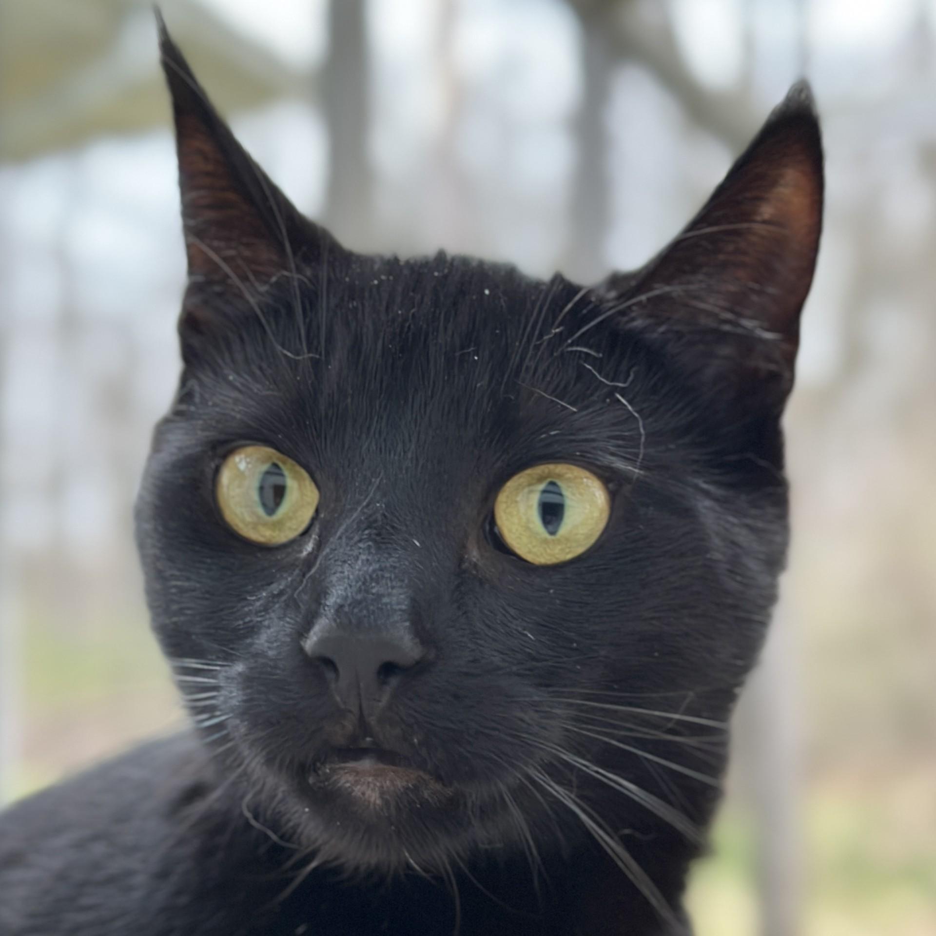 Zoe, a Adoptable Domestic Short Hair in Victor, NY image 1/6