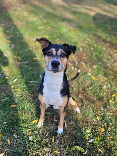 Enlarge ASTRID, a Adoptable mixed breed in Saint Peters, MO image 1/1