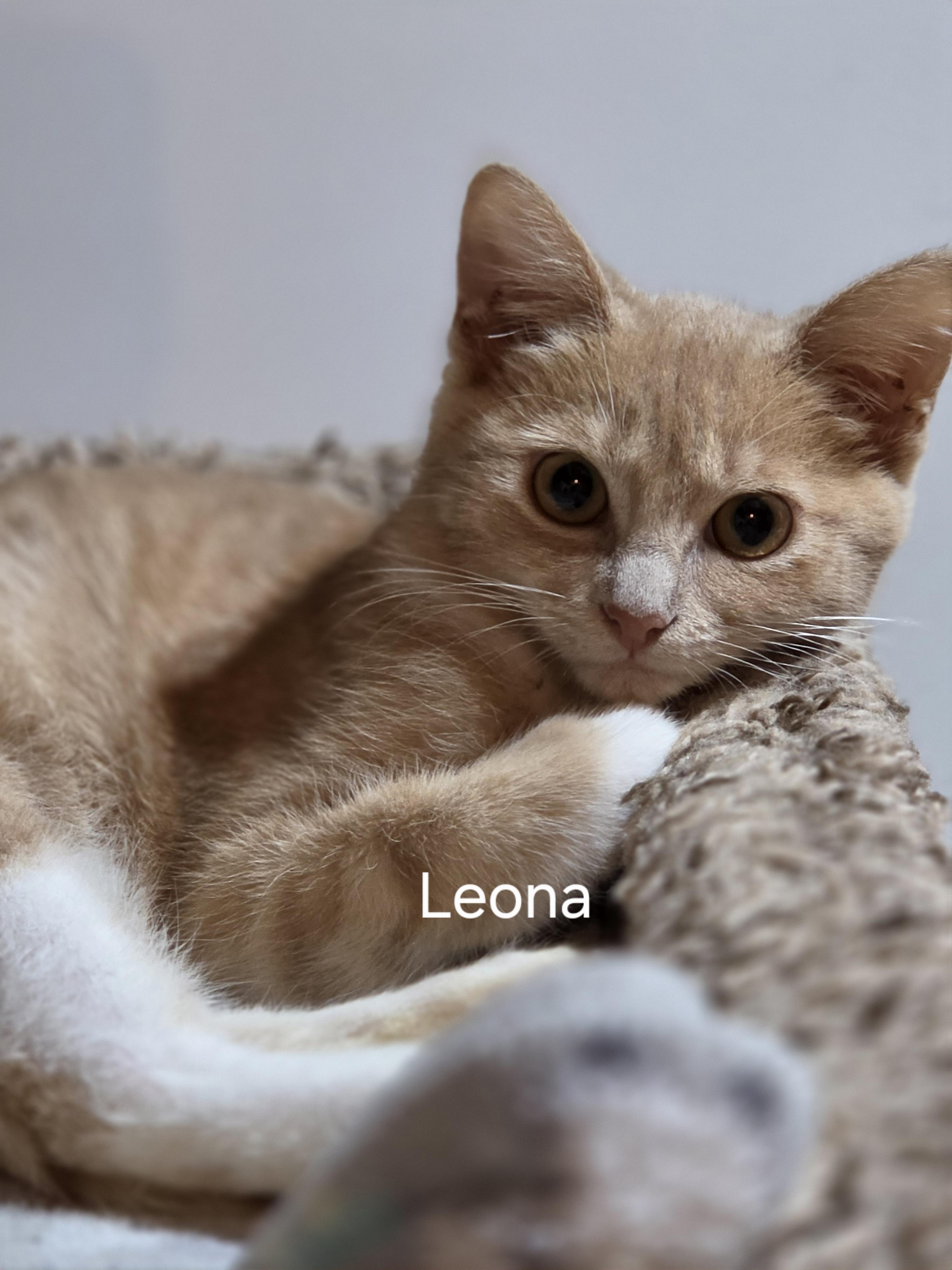 Leona, Adoptable, Kitten Female Domestic Short Hair.
