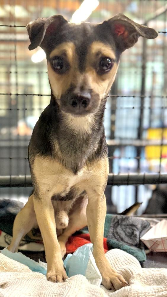 Boggle, Adopted, Adult Male Chihuahua.