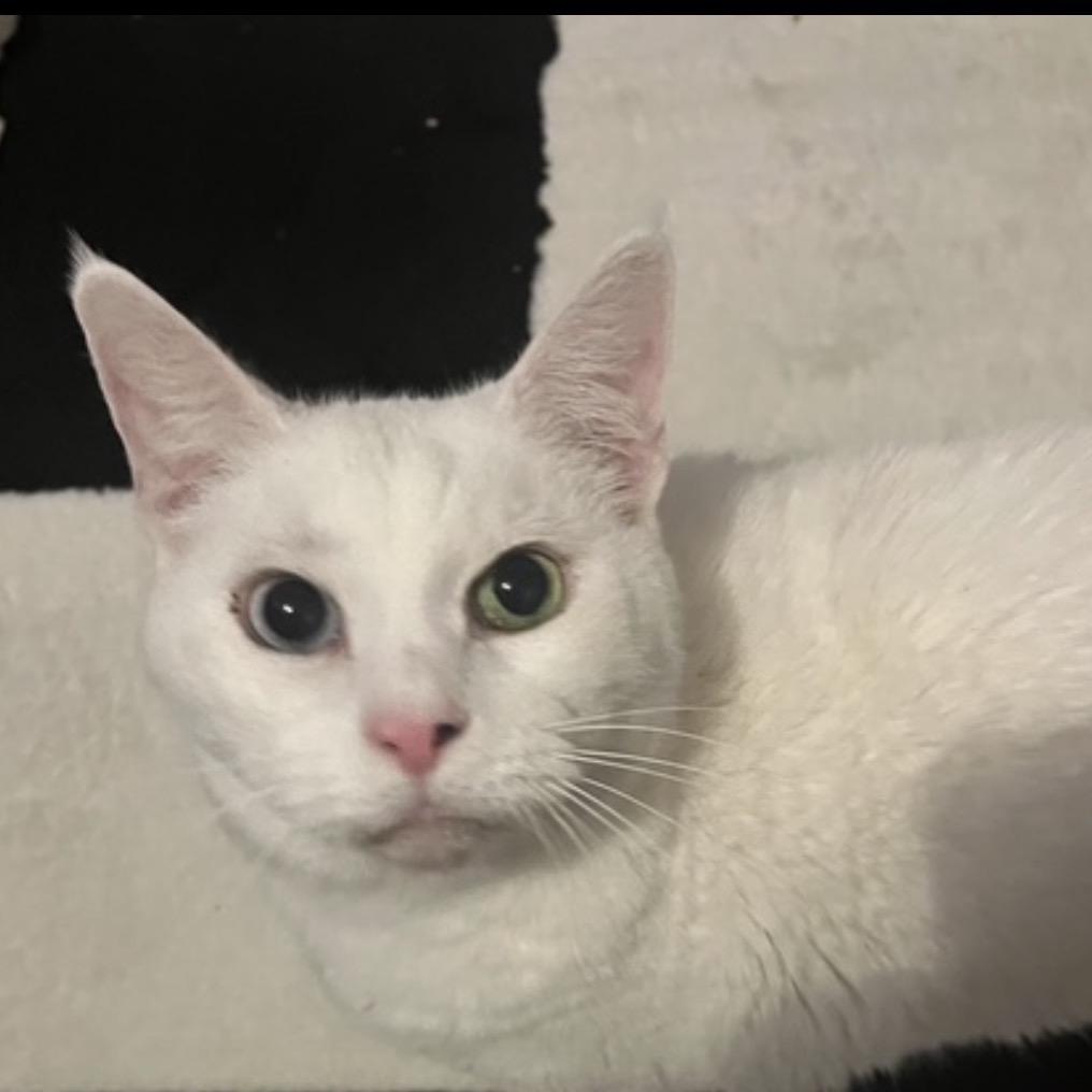 Kit, Adoptable, Senior Male Domestic Short Hair.