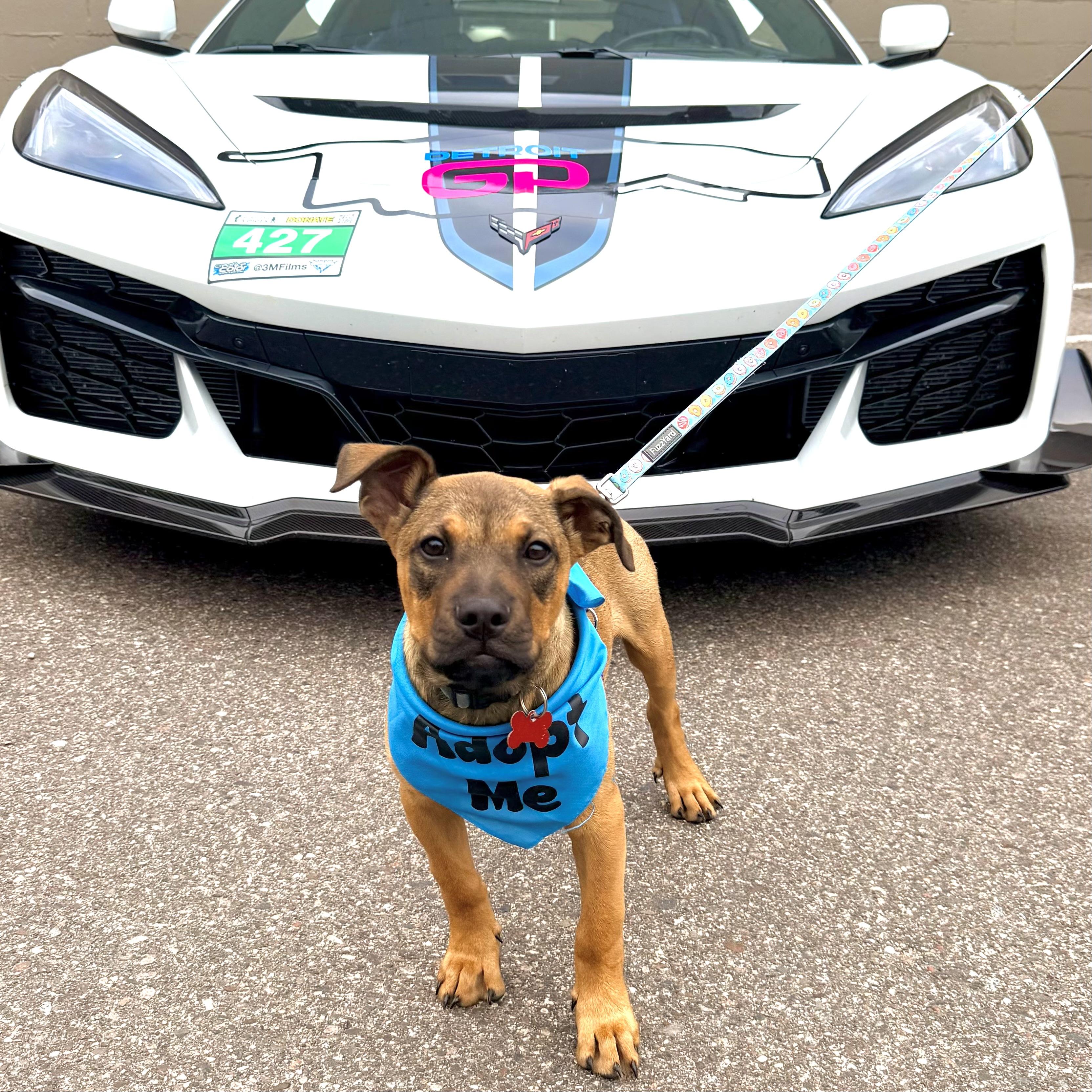 Eli, a ADOPTABLE mixed breed in Prior Lake, MN image 4/6