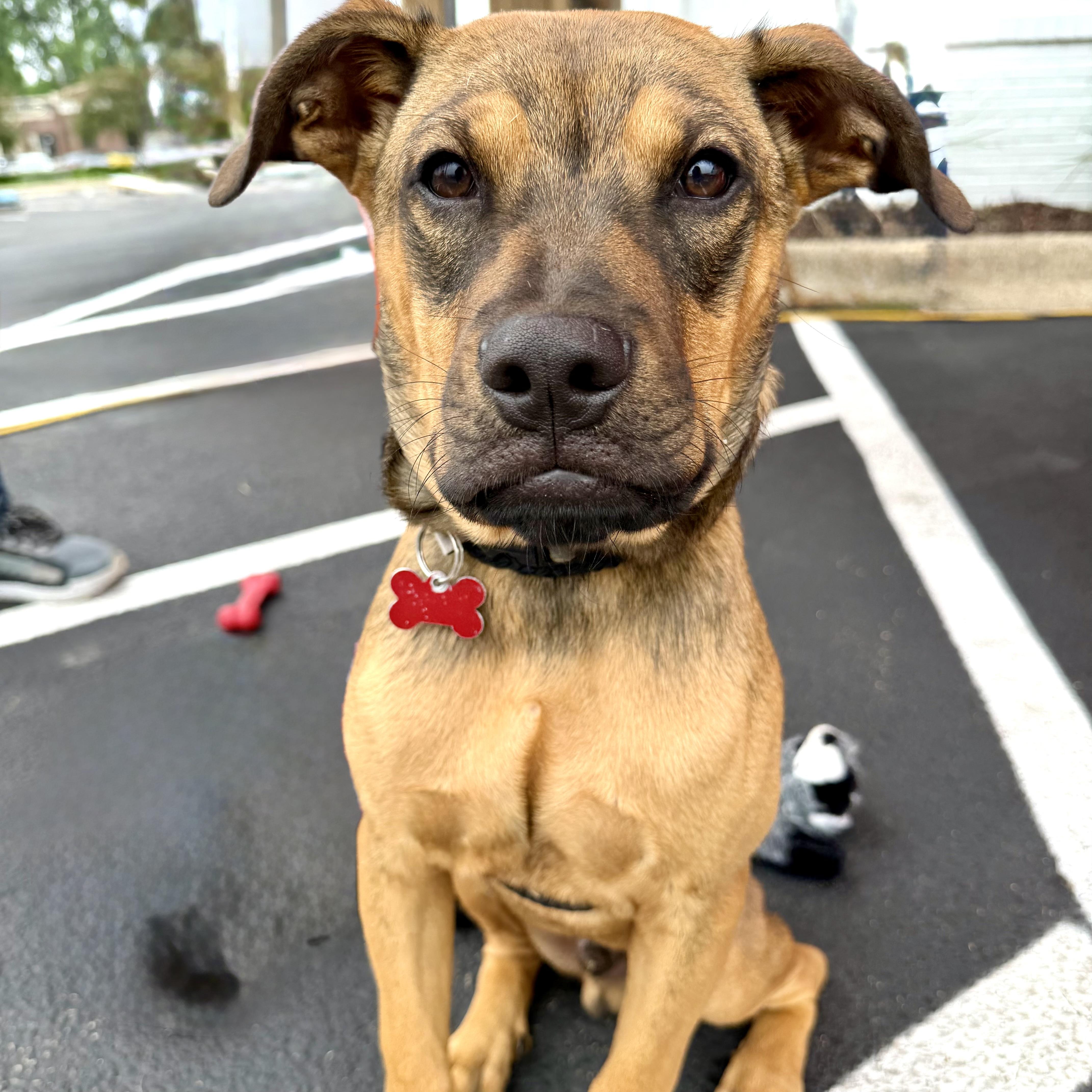 Eli, ADOPTABLE, Puppy Male Mixed Breed.