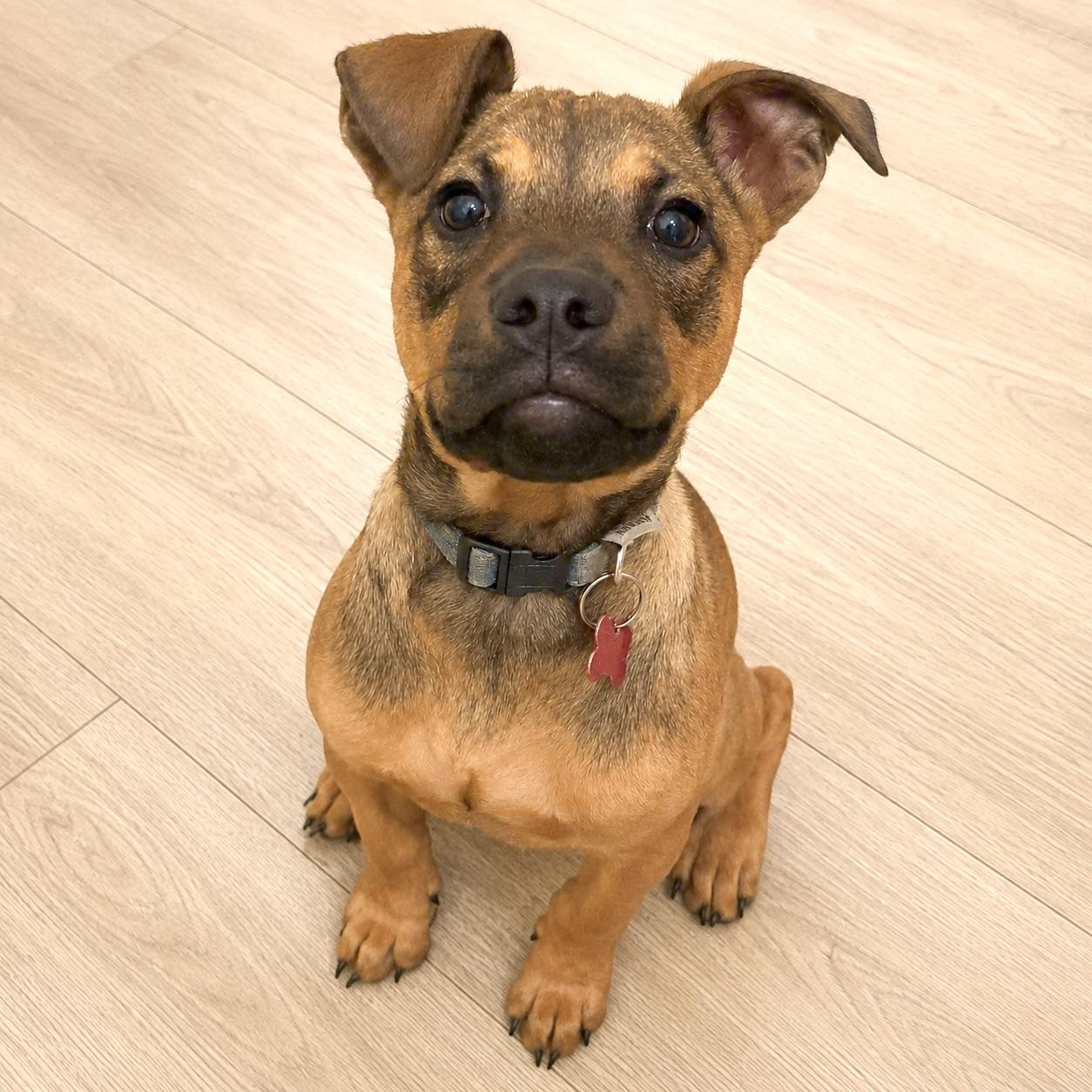 Eli, ADOPTABLE, Puppy Male Mixed Breed.