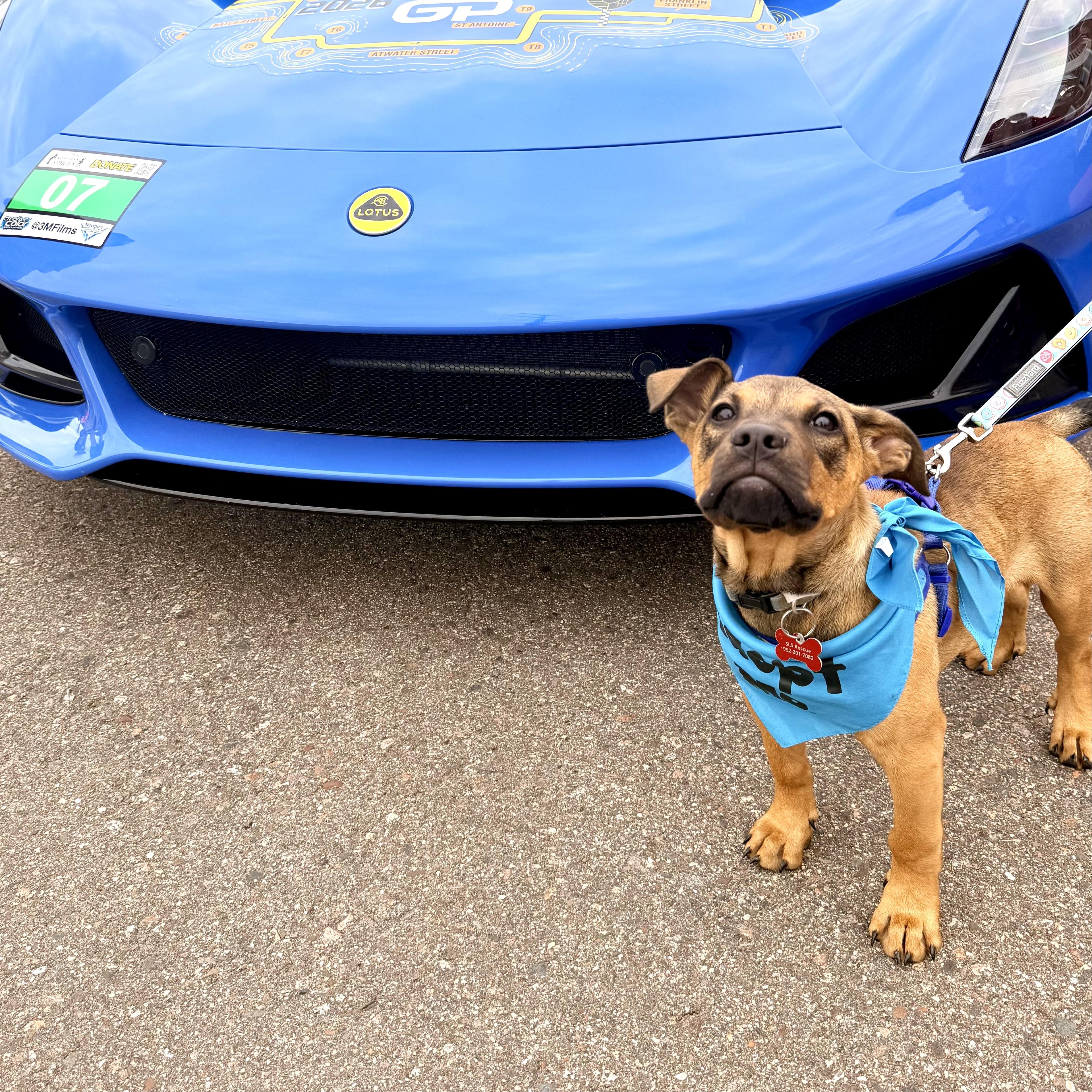 Eli, a ADOPTABLE mixed breed in Prior Lake, MN image 2/6
