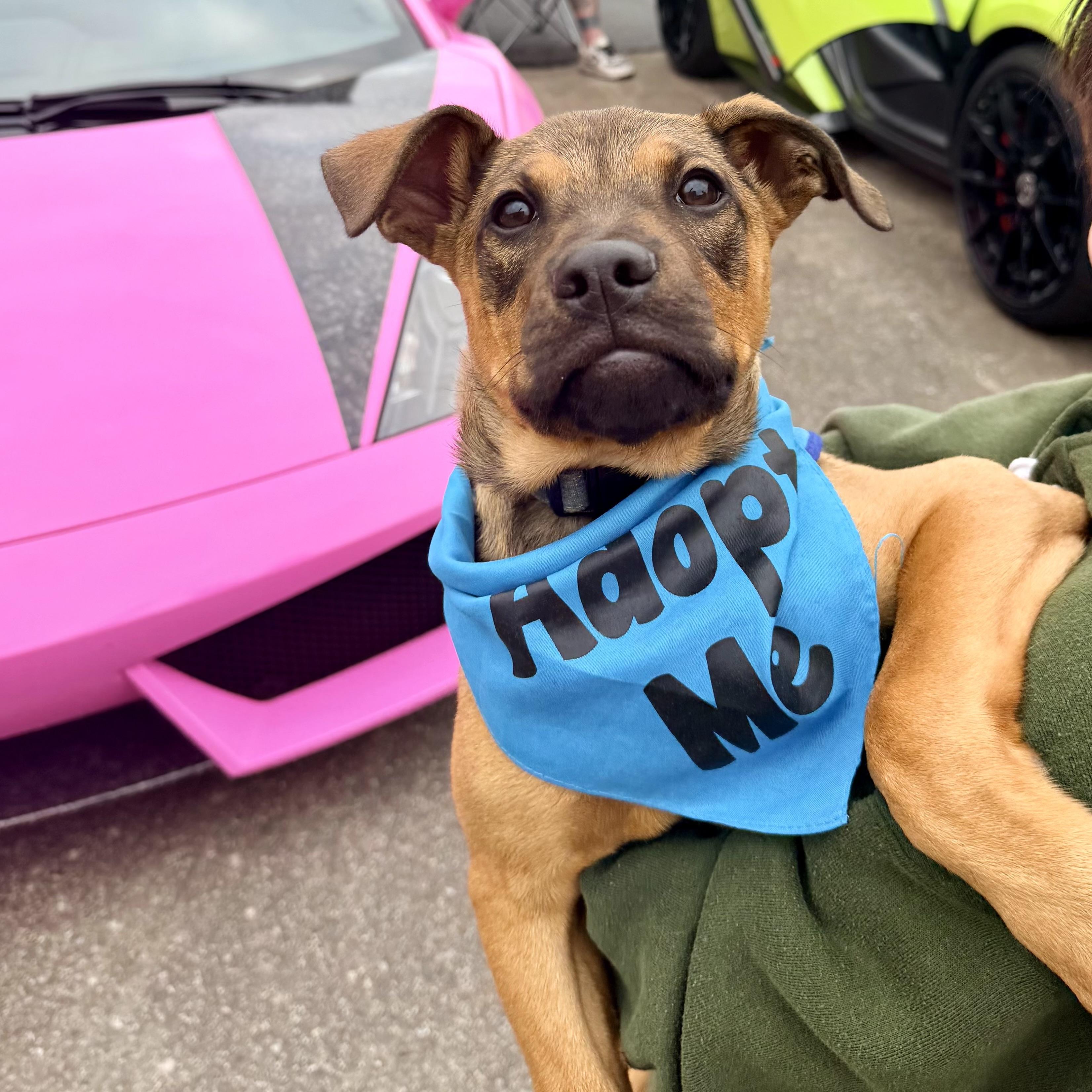 Eli, a ADOPTABLE mixed breed in Prior Lake, MN image 5/6