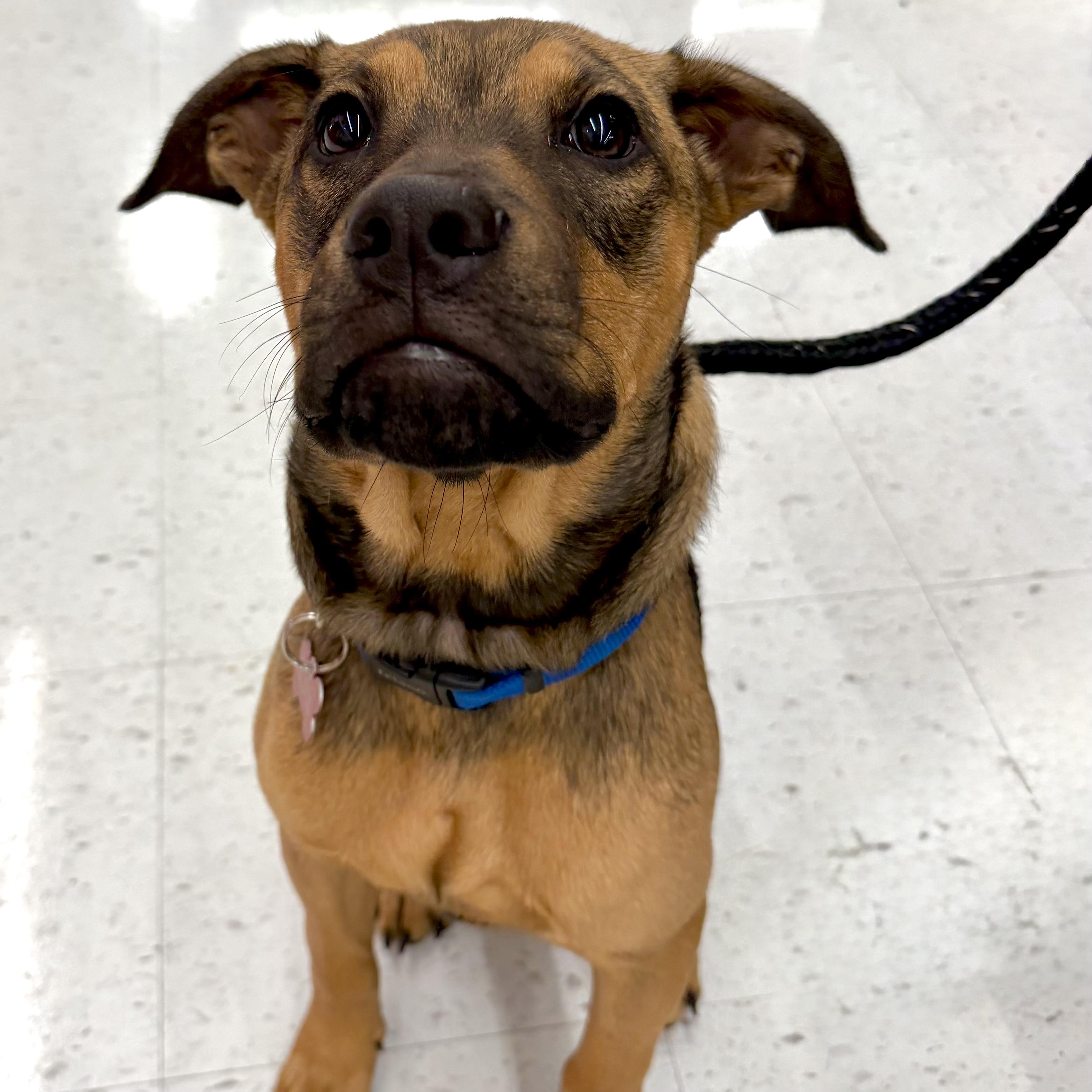 Enlarge Eli, a ADOPTABLE mixed breed in Prior Lake, MN image 4/6