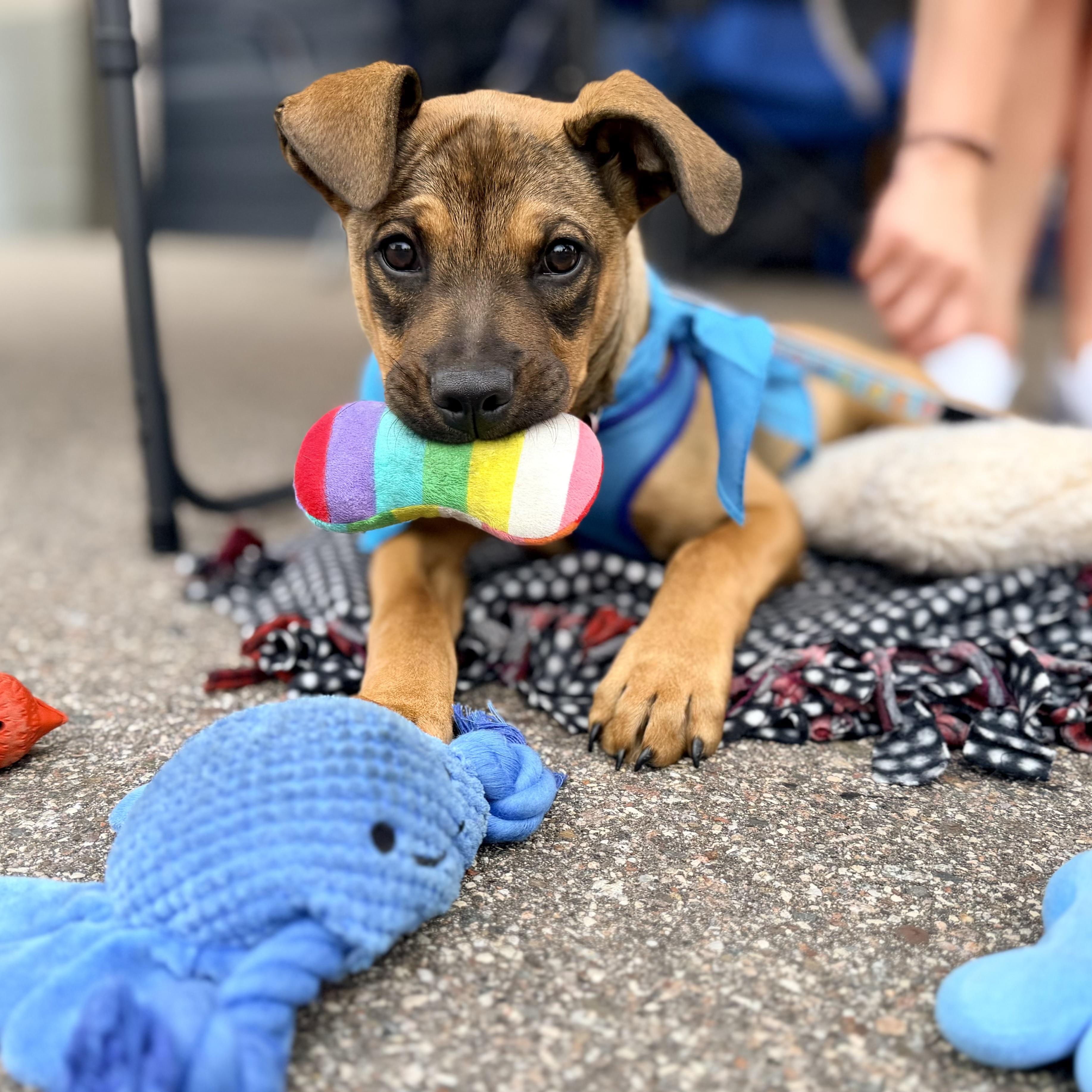 Eli, a ADOPTABLE mixed breed in Prior Lake, MN image 3/6