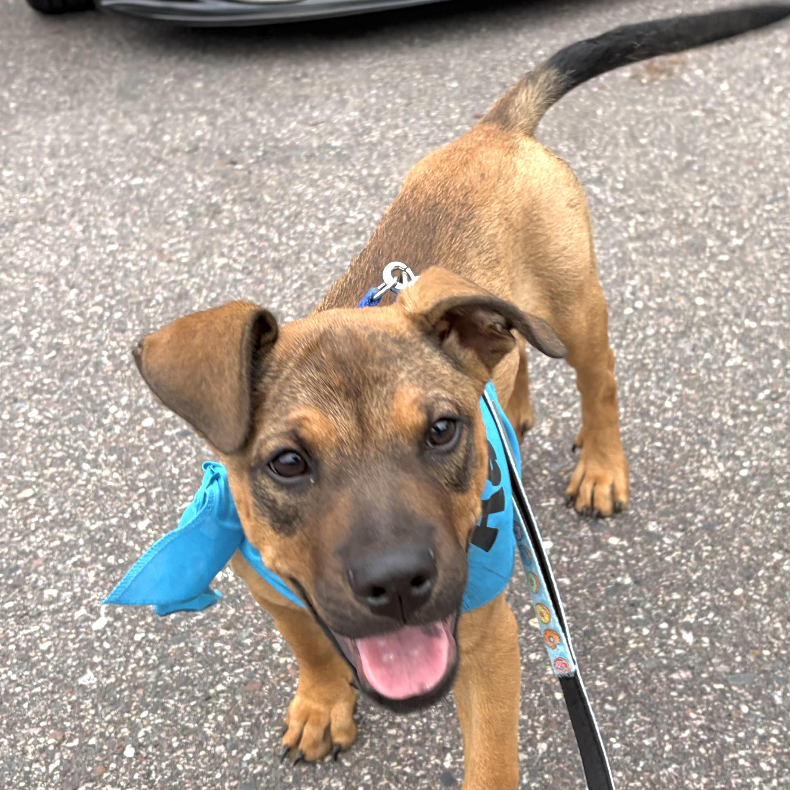 Eli, a ADOPTABLE mixed breed in Prior Lake, MN image 6/6