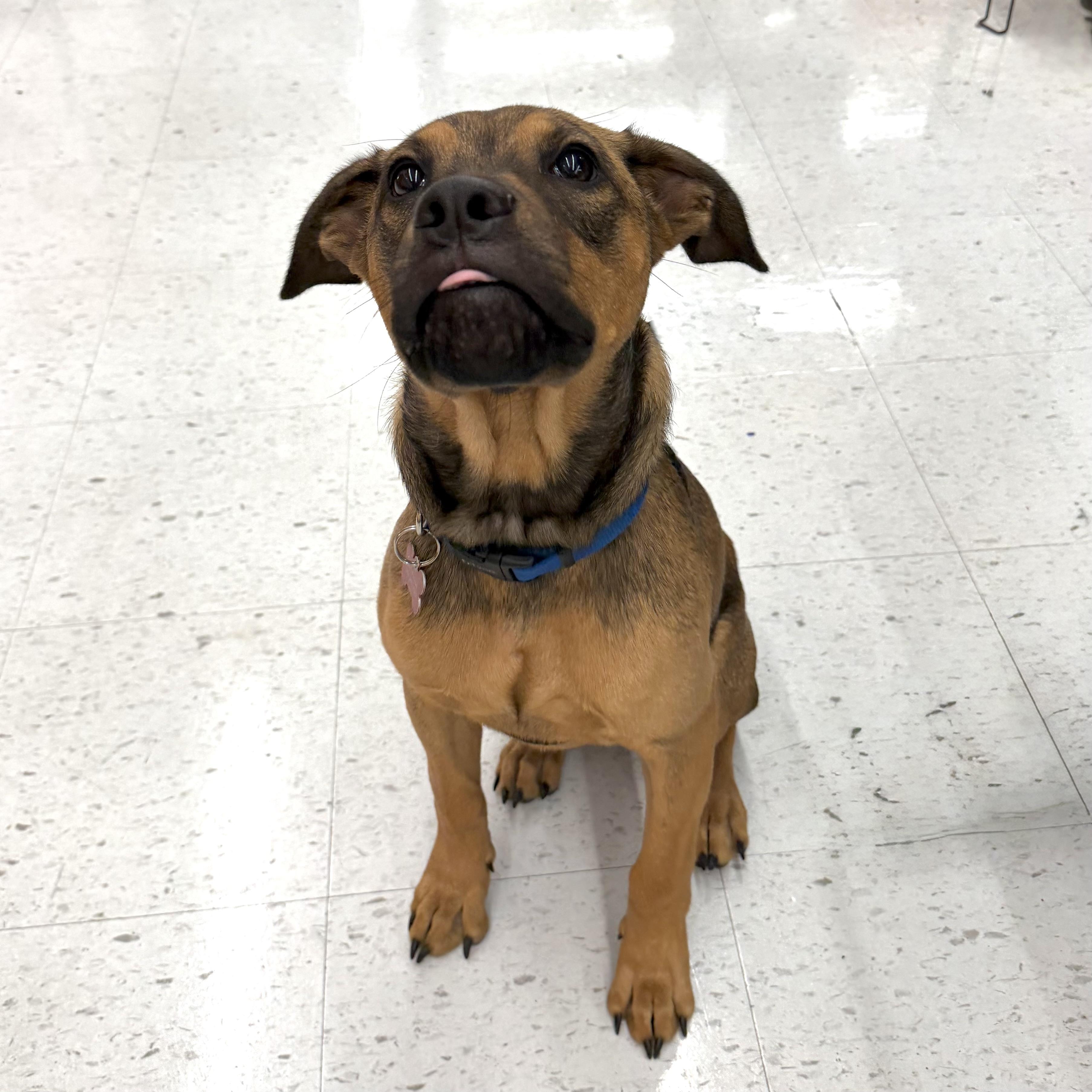 Enlarge Eli, a ADOPTABLE mixed breed in Prior Lake, MN image 3/6