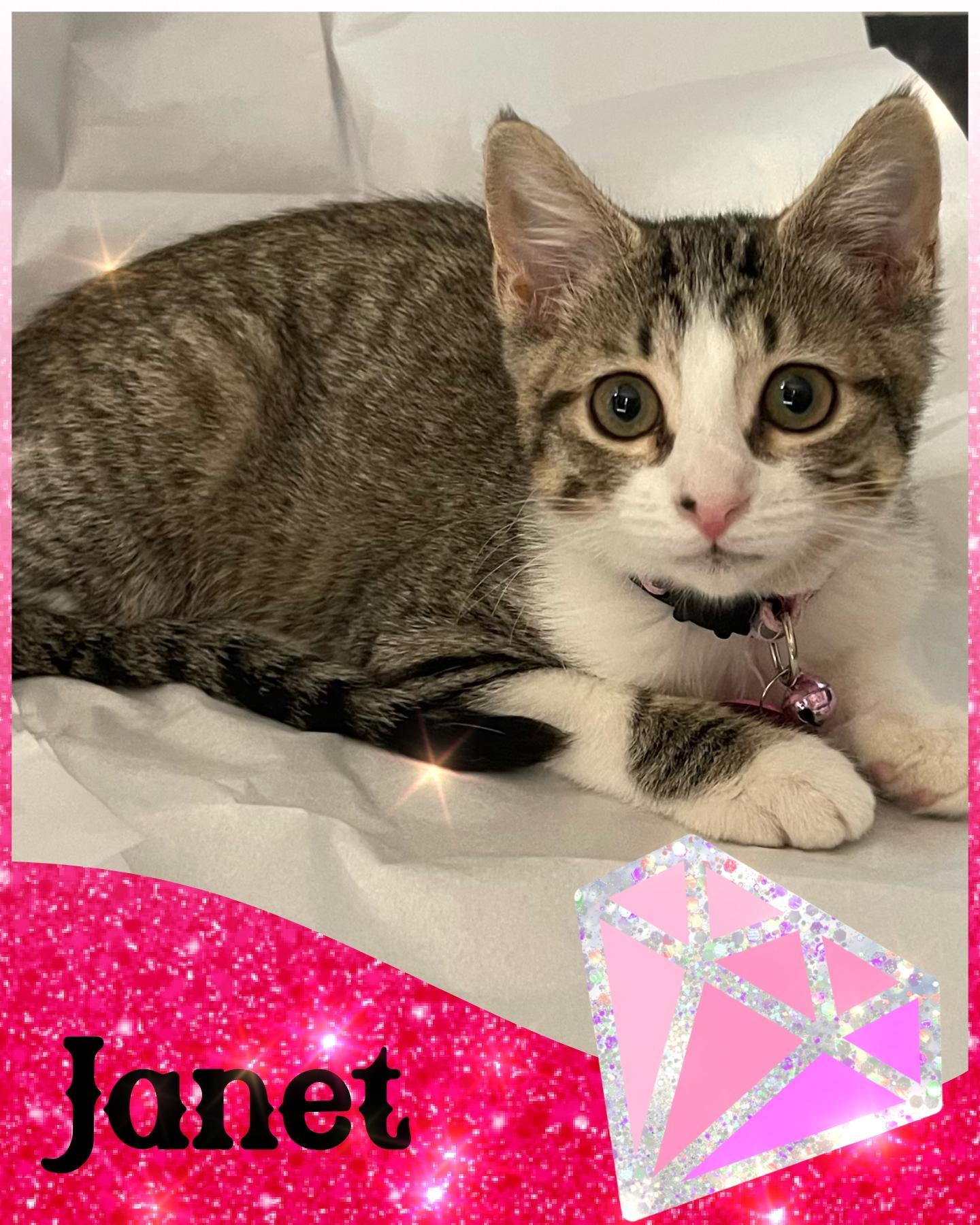 Janet, an adoptable Domestic Short Hair, Tabby in Pasco, WA, 99301 | Photo Image 1
